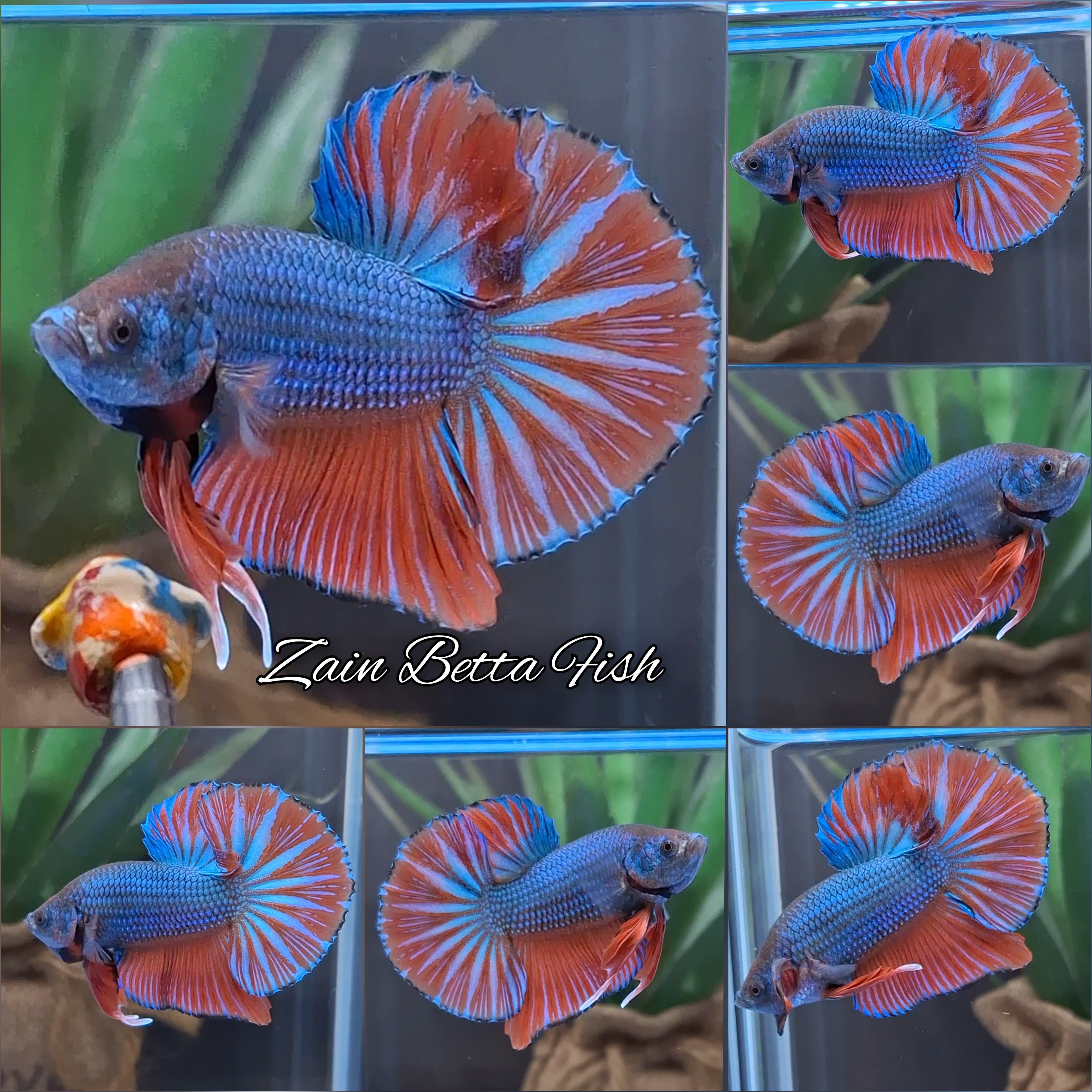Big Tail Startail HMPK Betta Fish Male