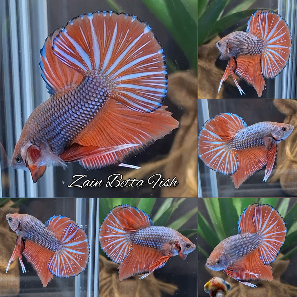 Orange Pumpkin Big Tail HMPK Betta Fish Male