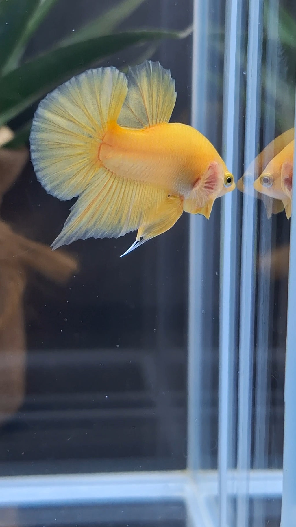 Junior Yellow Solid Color Plakat HMPK Betta Fish Male