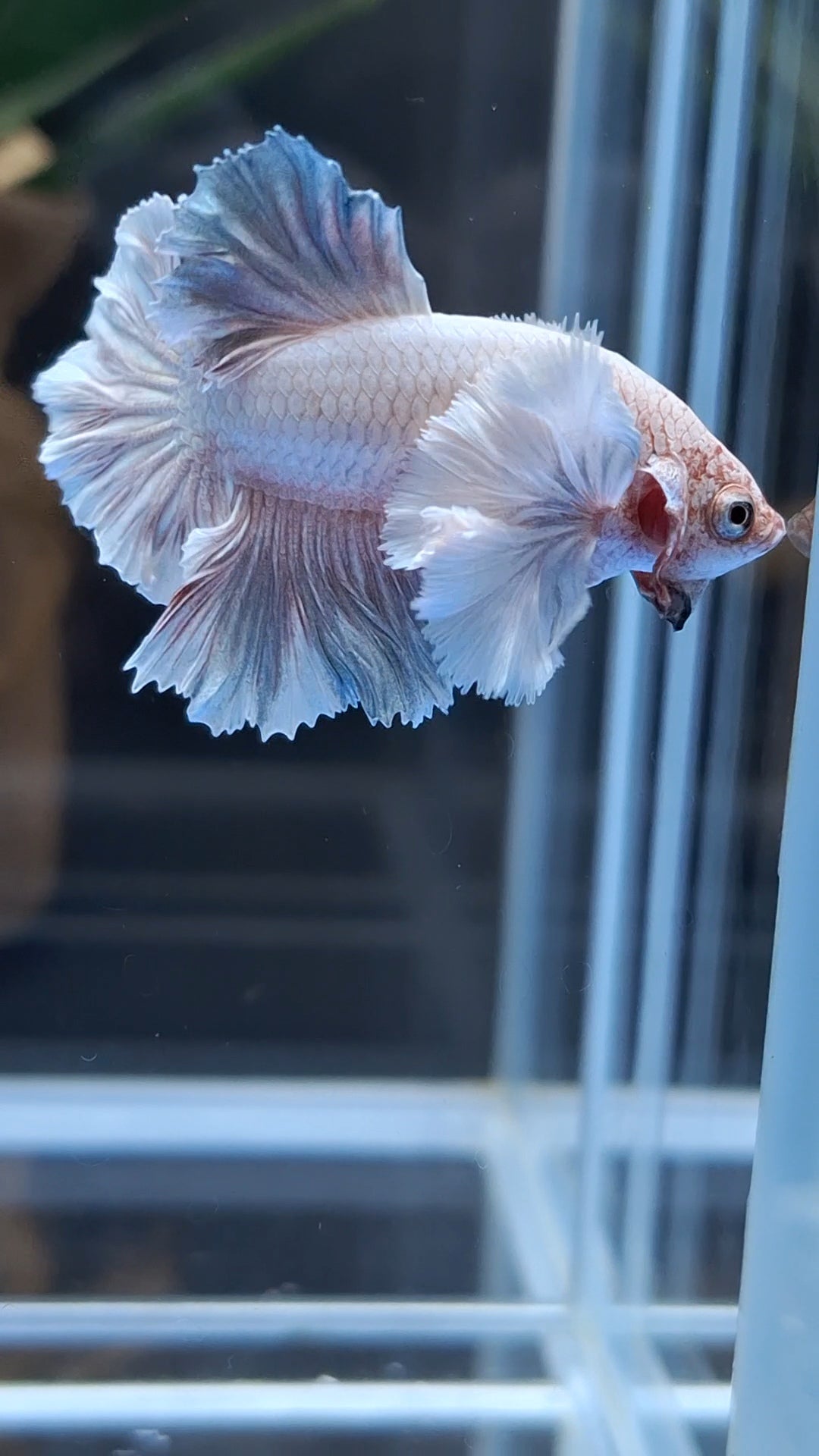 Premium Dumbo Ear Rare Plakat HMPK Betta Fish Male
