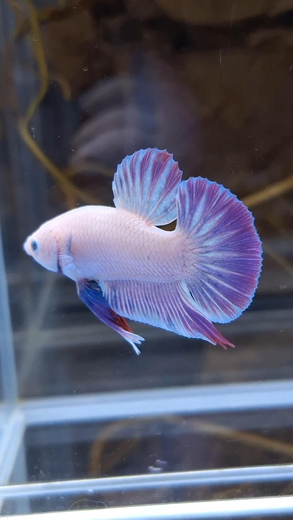 Hologram Aurora Pink Purple Plakat HMPK Rare Betta Fish Male