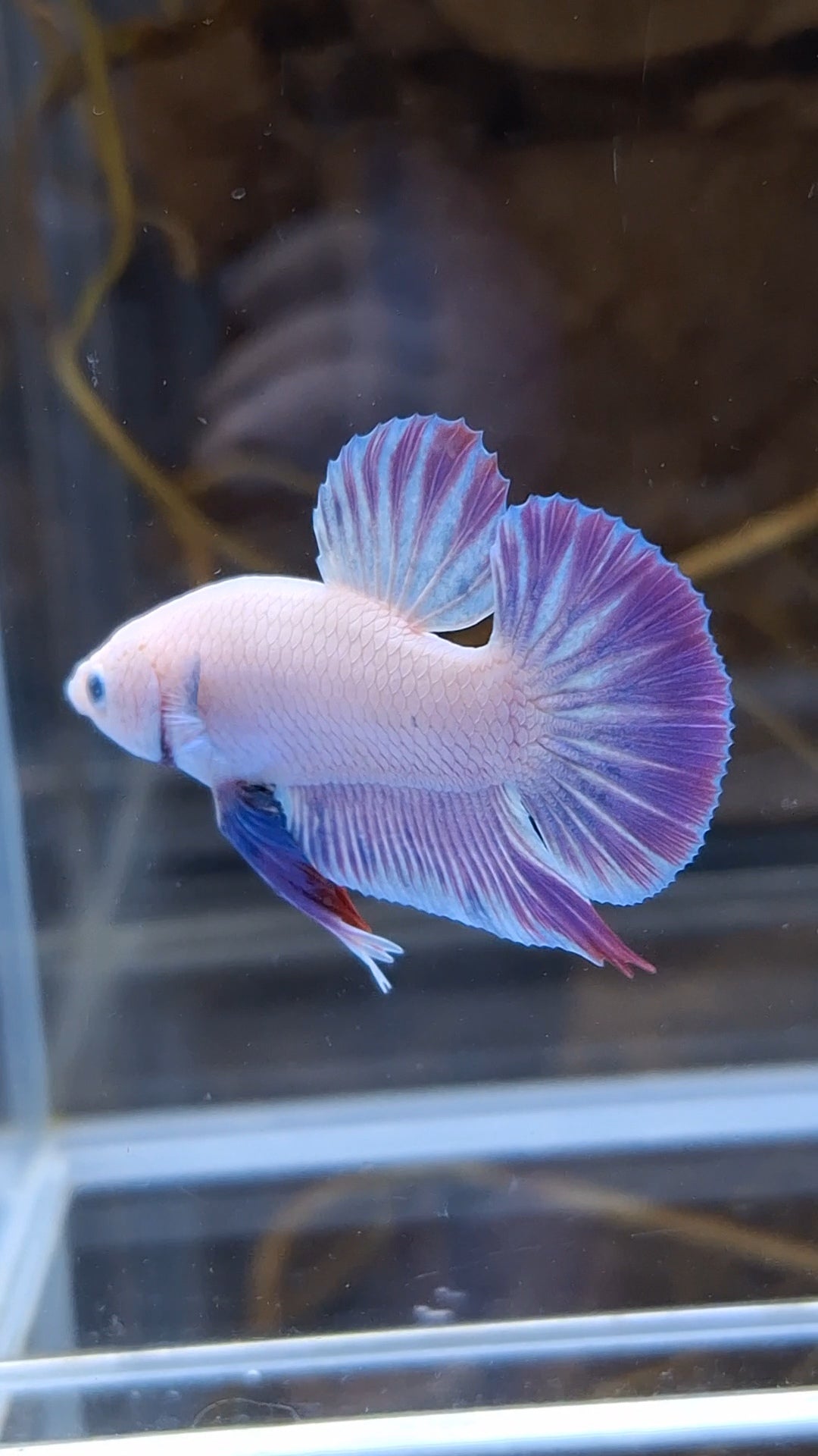 Hologram Aurora Pink Purple Plakat HMPK Rare Betta Fish Male