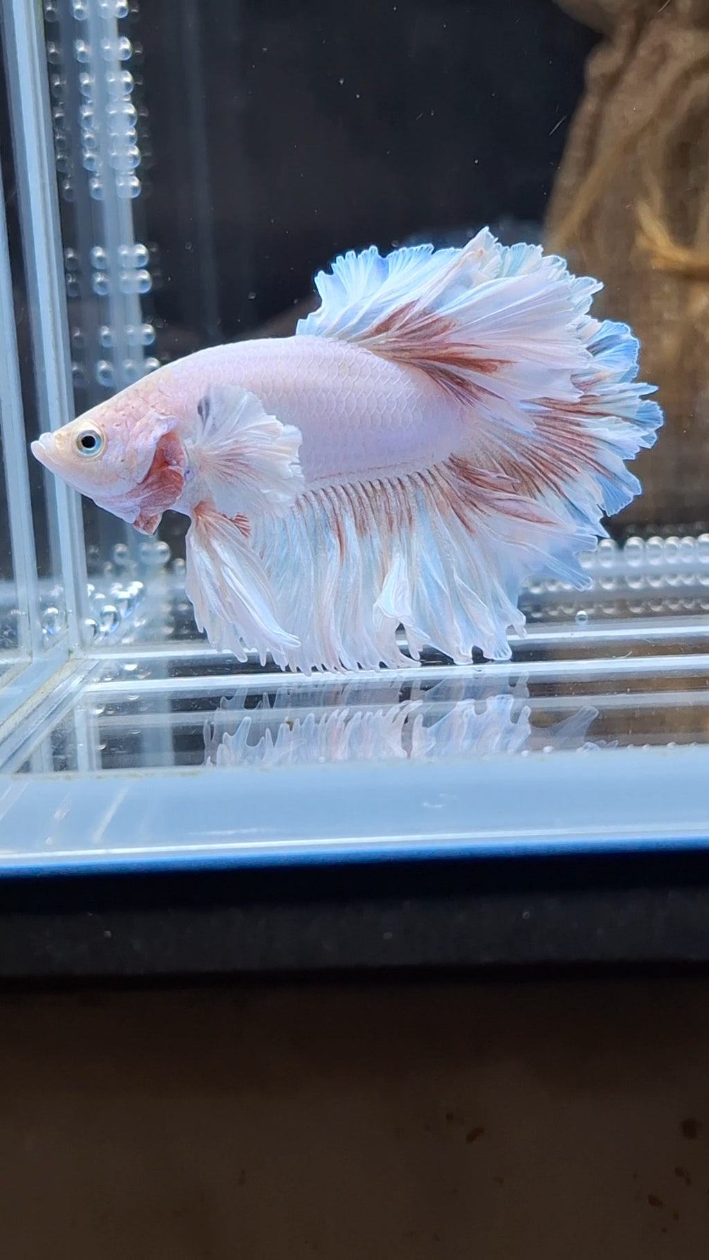 King Feathertail Dumbo Ear Pink Butterfly Betta Fish Male
