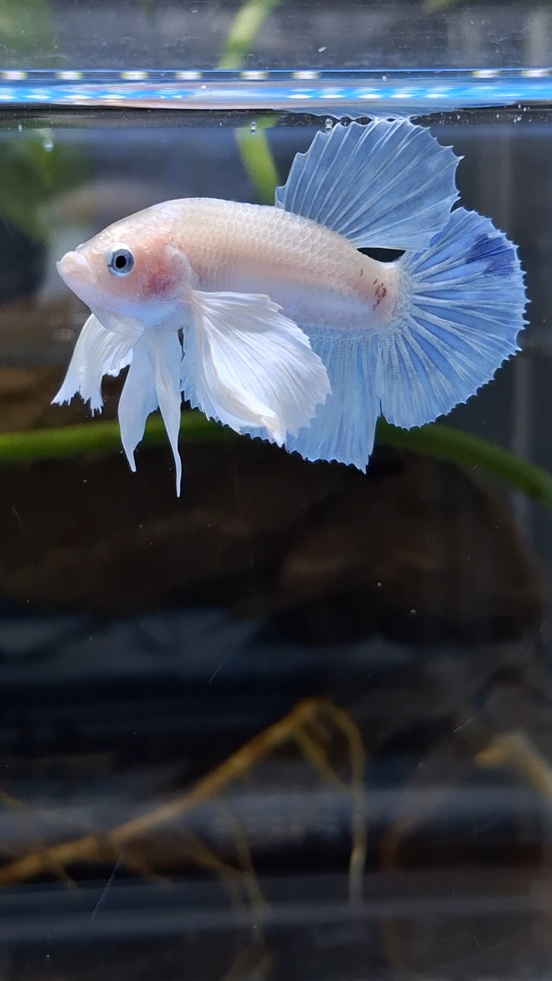 Dumbo Ear White Unicorn Plakat HMPK Betta Fish Male
