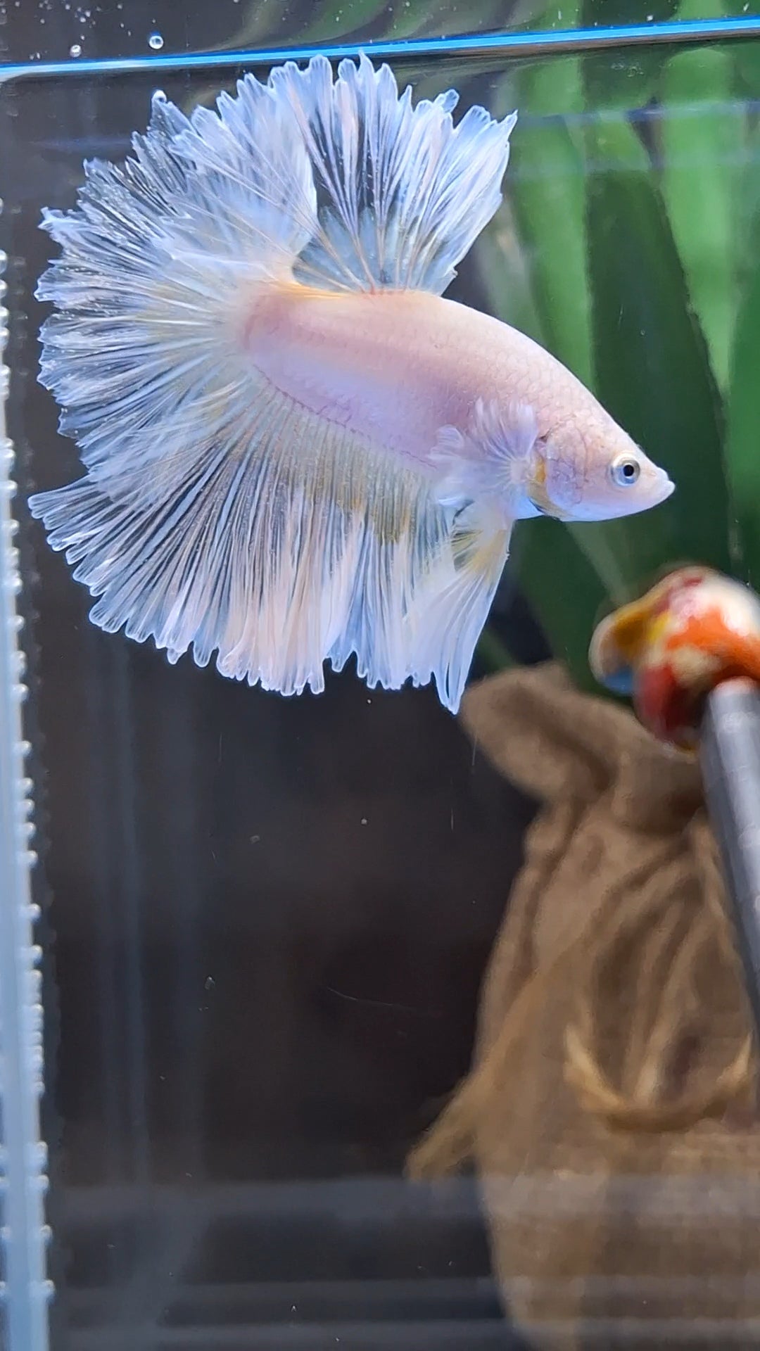 Halfmoon Feathertail Sweet Color Yellow Soft Unicorn Betta Fish Male