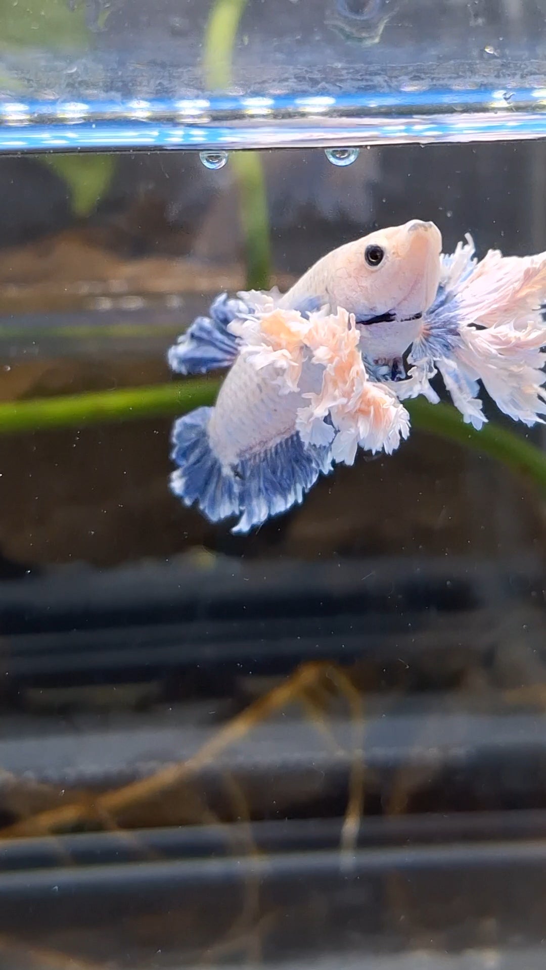Plakat King Rose Dumbo Ear Rare Betta Fish Male
