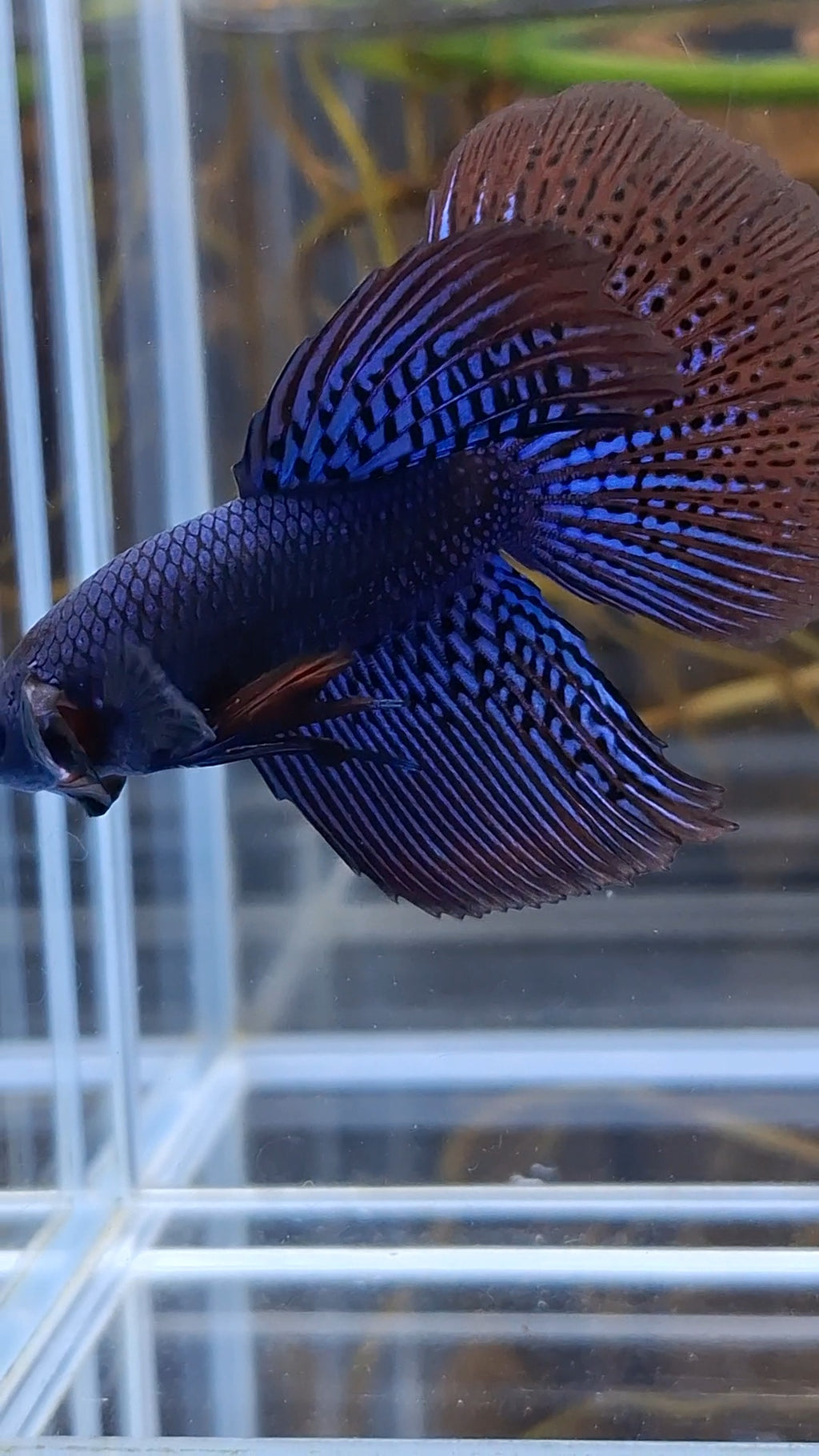 Alien Long Fins Blue Rare Wild Betta Fish Male