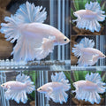 King Feathertail Dumbo Rose Ear White Unicorn Premium Betta Fish Male