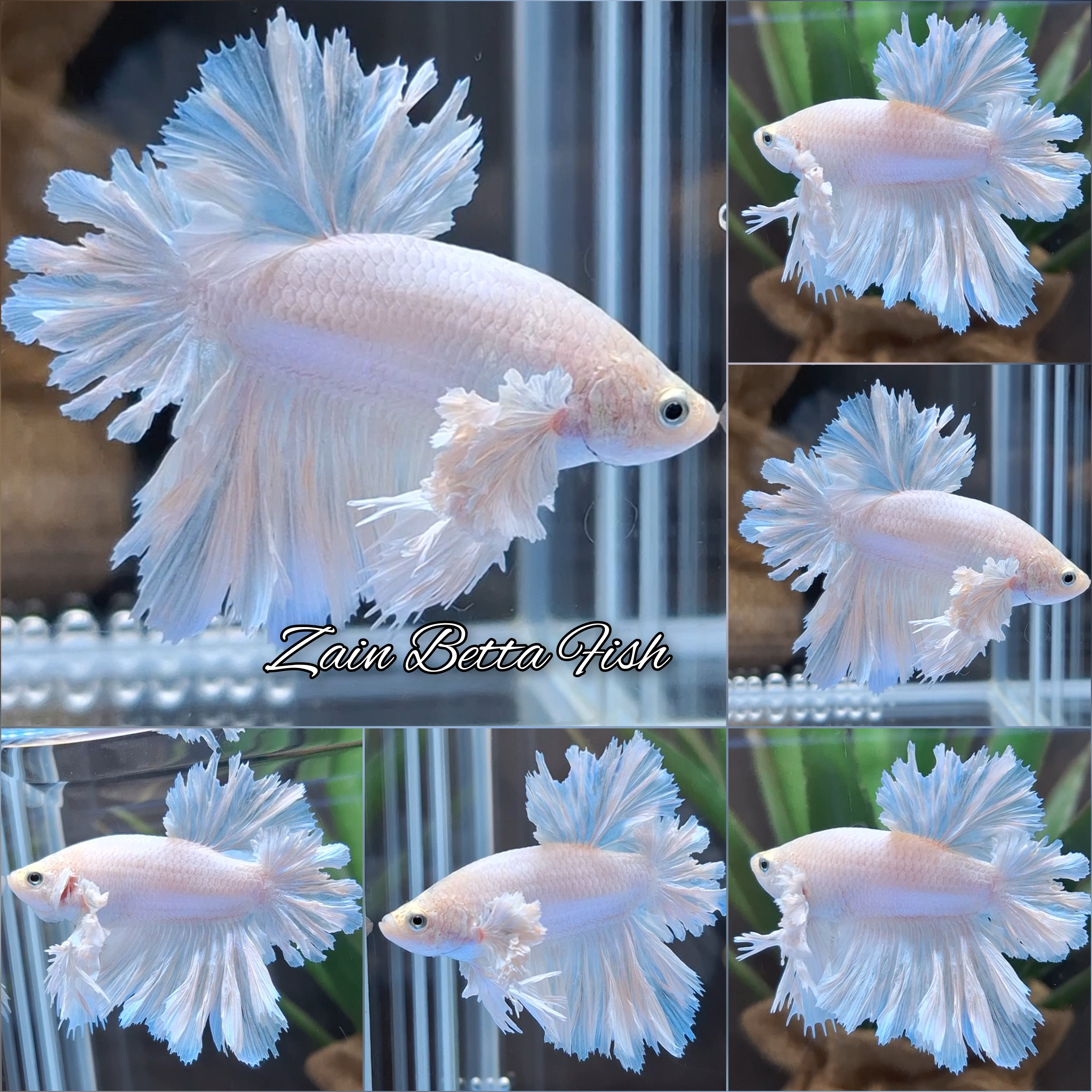 King Feathertail Dumbo Rose Ear White Unicorn Premium Betta Fish Male