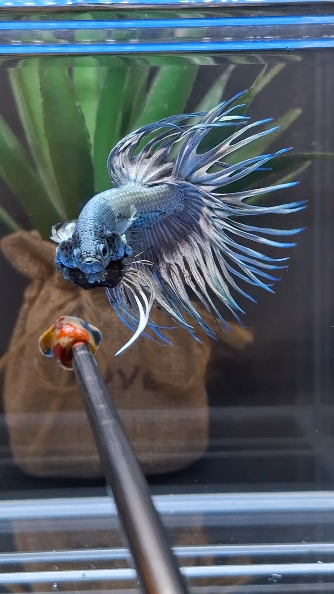 Premium Crowntail Copper Large Size Betta Fish Male