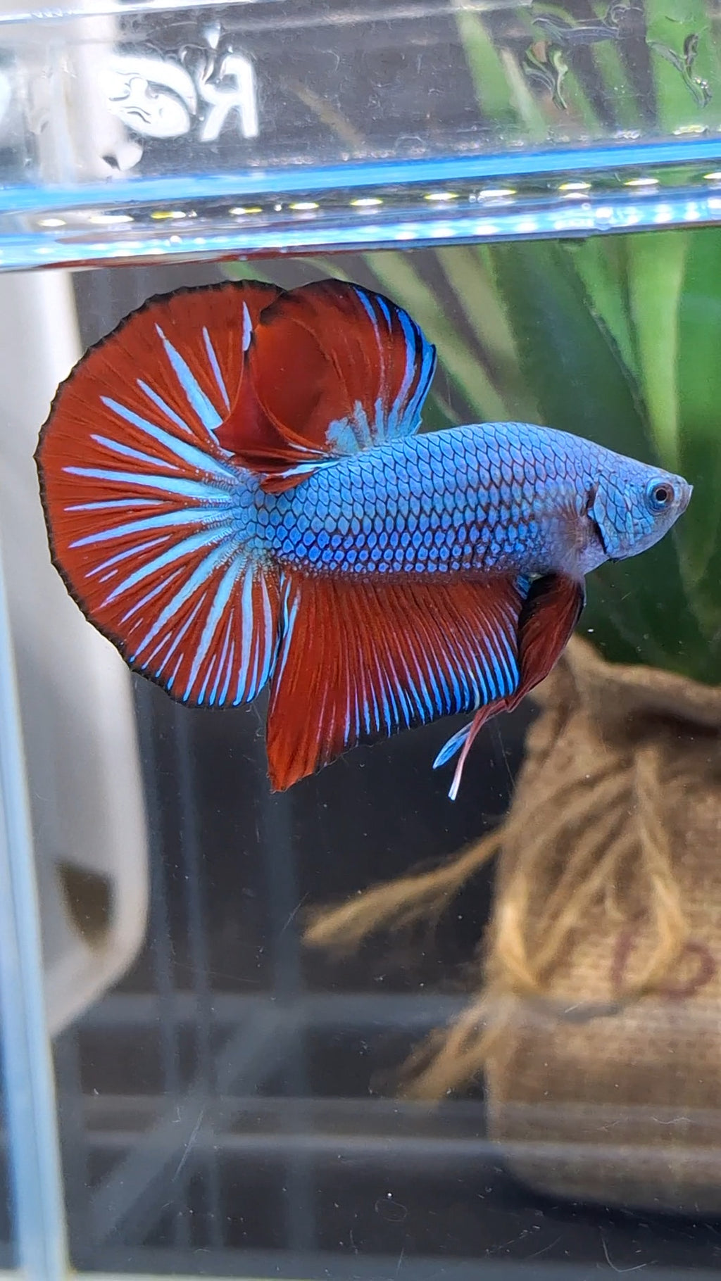 Blue Turquoise Dragon Startail Big Tail HMPK Betta Fish Male