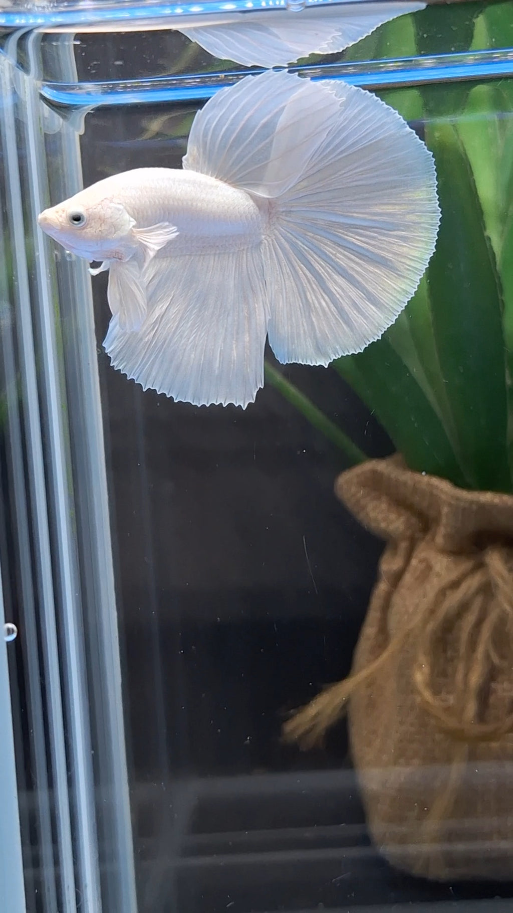 Halfmoon White Platinum Betta Fish Male