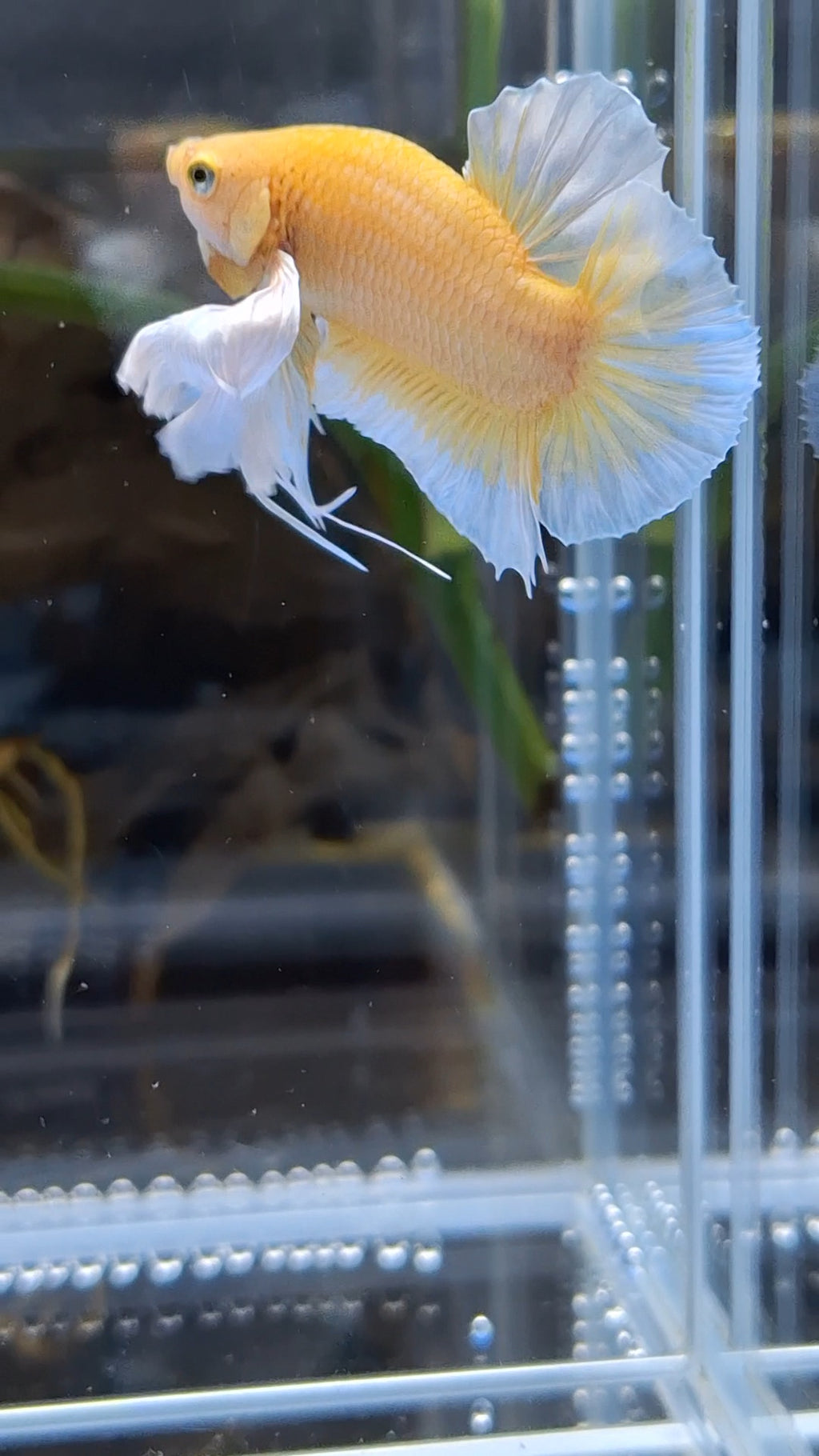 Dumbo Ear Soft Gold Plakat HMPK Betta Fish Male