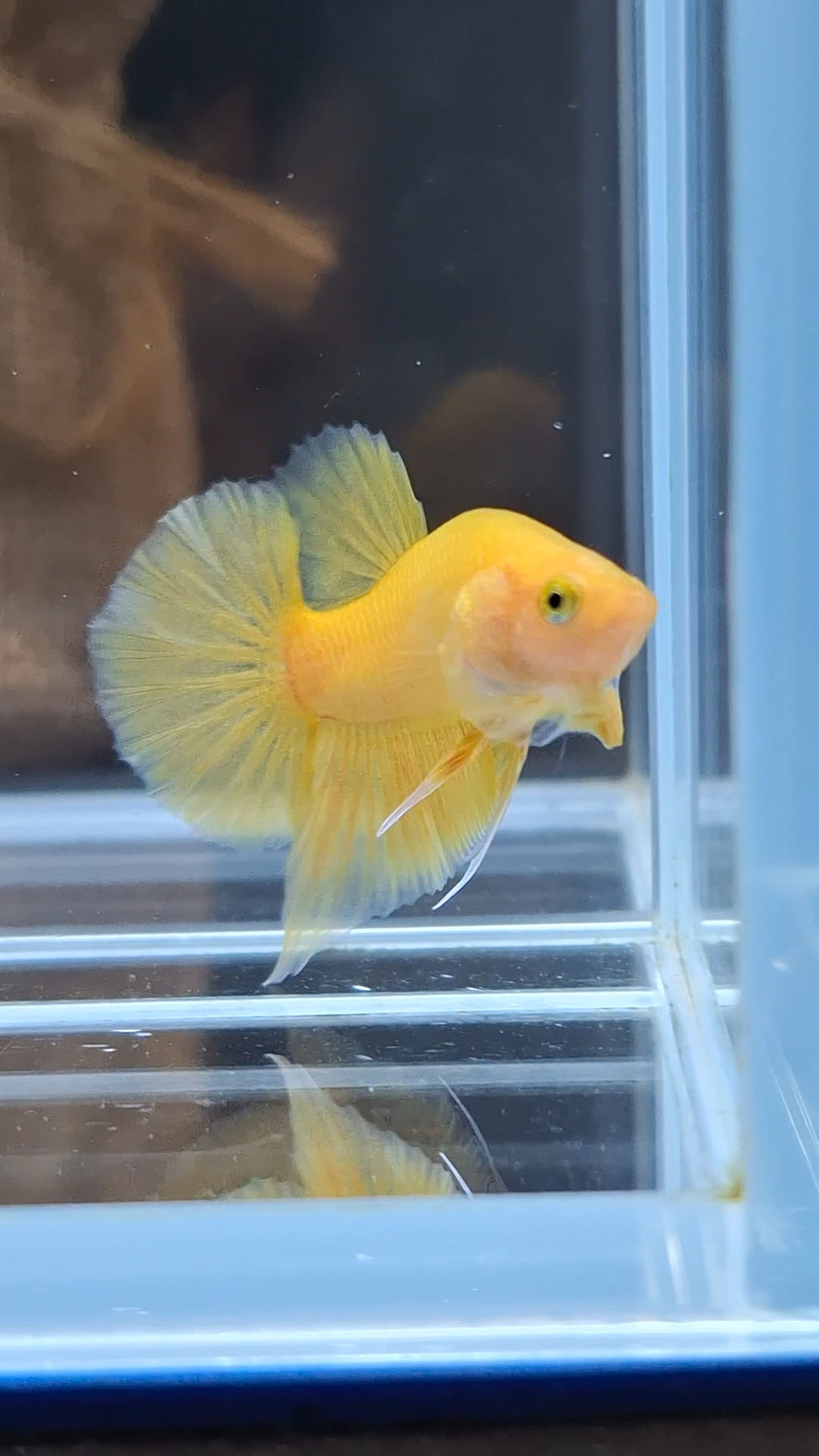 Junior Yellow Solid Color Plakat HMPK Betta Fish Male