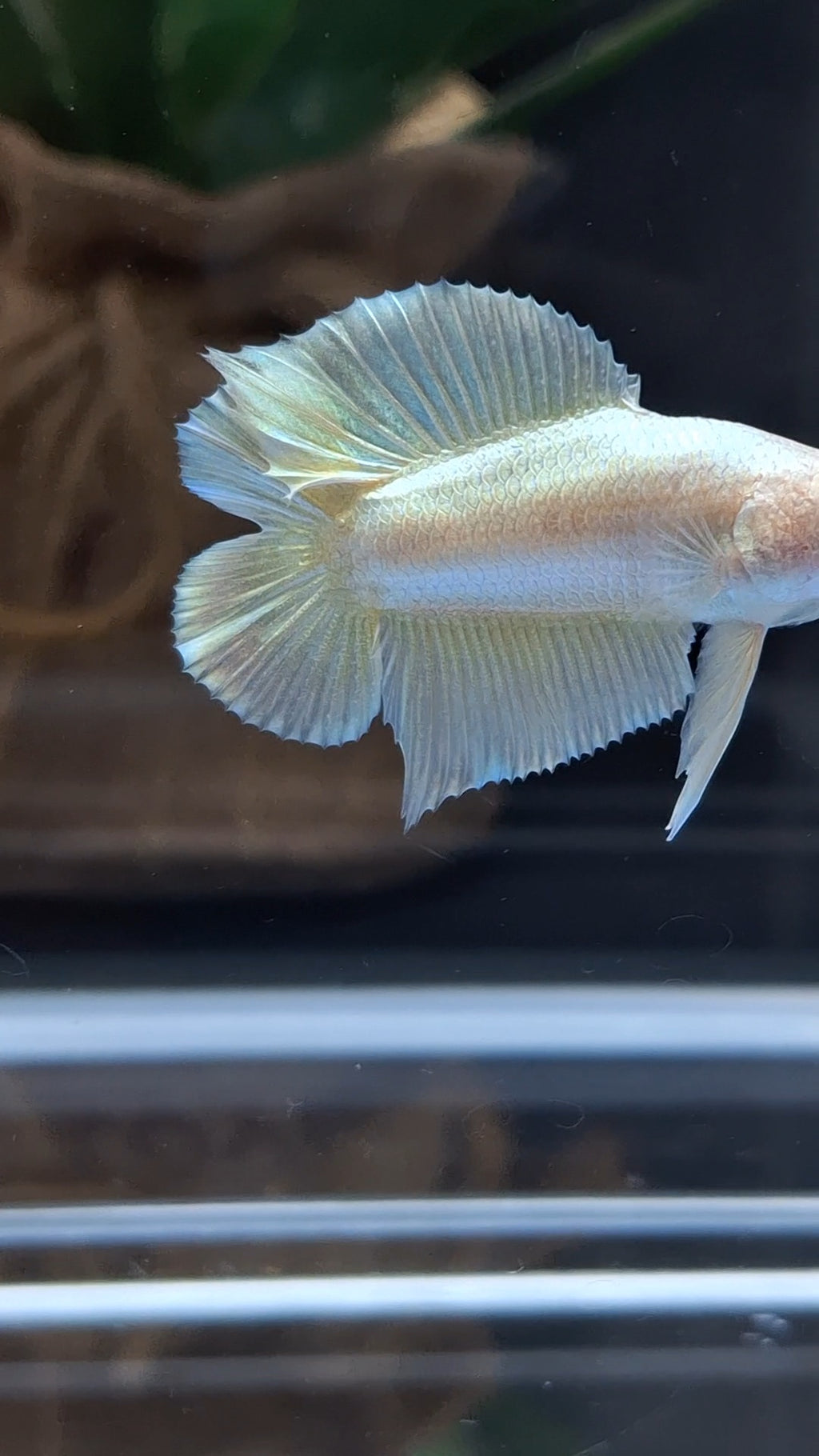 Junior Gold Double Tail Plakat DTPK HMPK Betta Fish Male