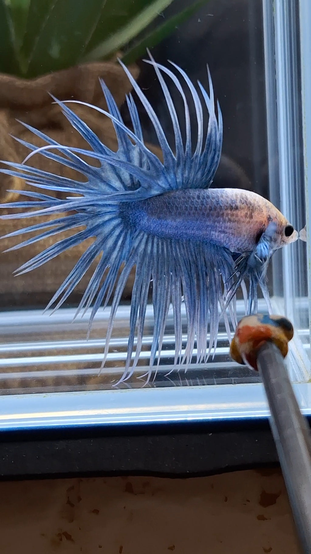 Crowntail Grizzle Betta Fish Male