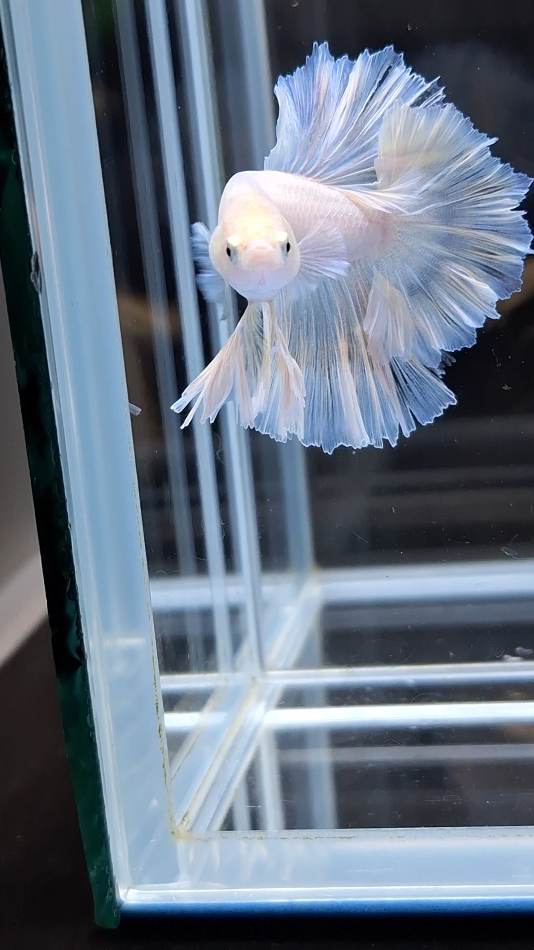 King Feathertail White Unicorn Soft Yellow Wash Betta Fish Male