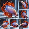 Crowntail Double Tail CTPKDT Rare Betta Fish Male