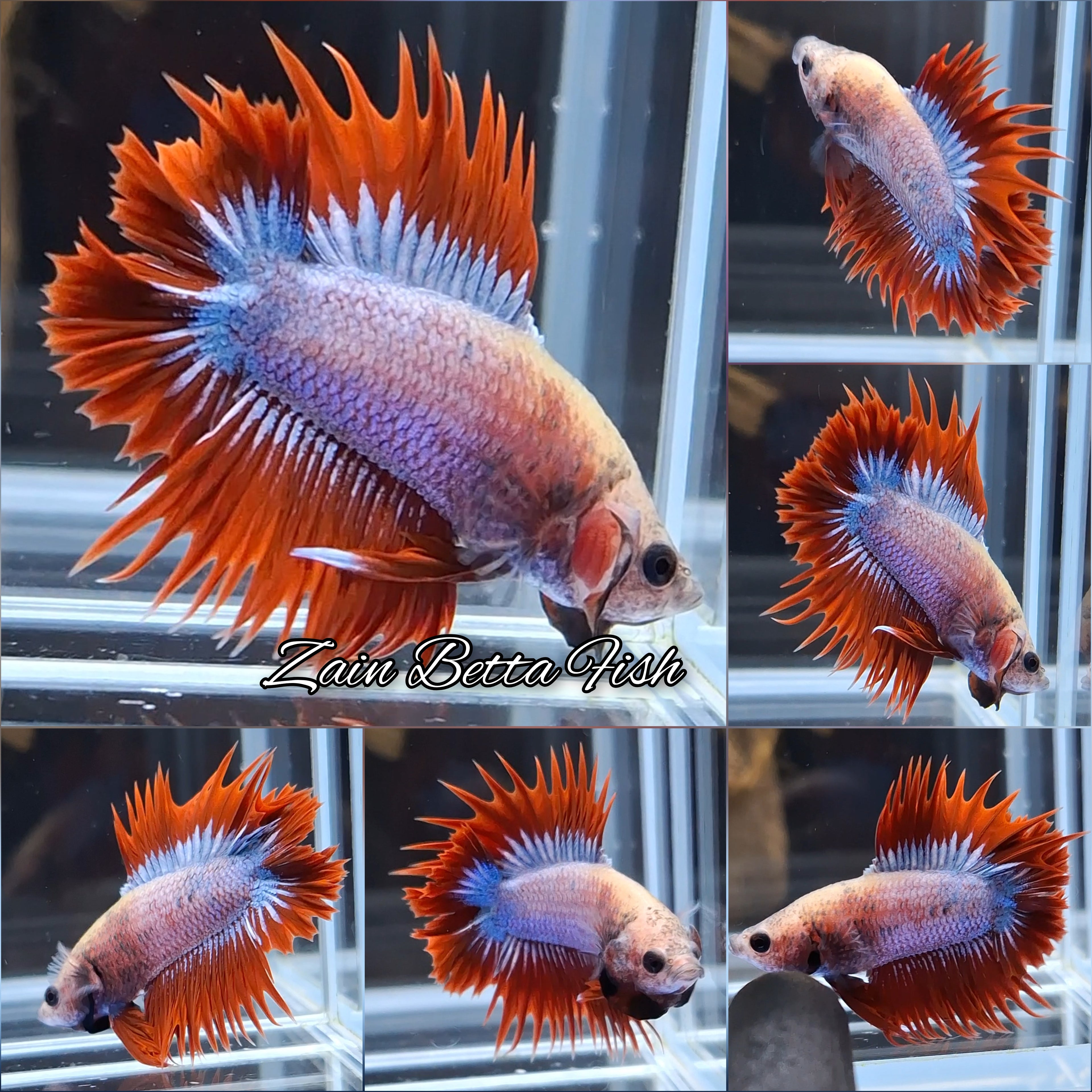 Crowntail Double Tail CTPKDT Rare Betta Fish Male