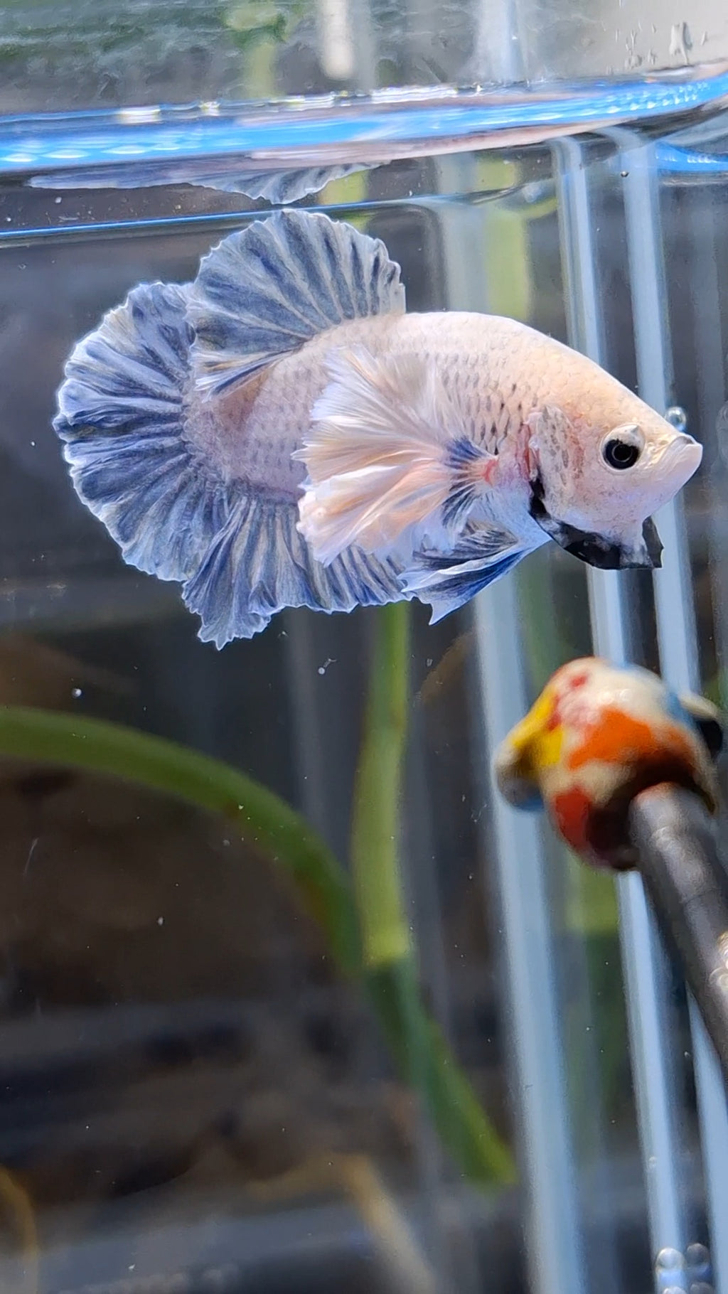 Rose Dumbo Ear Grizzle Plakat Betta Fish Male