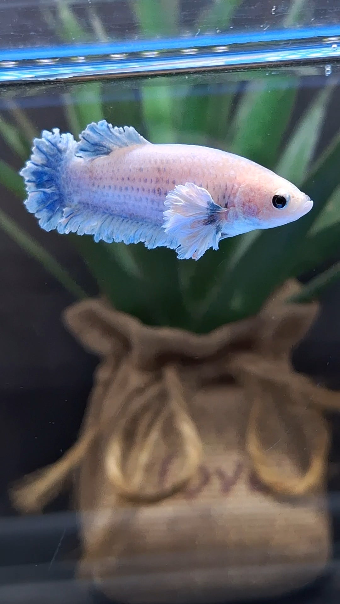 King Feathertail Rose Dumbo Ear Female Betta Fish For Sorority / Breed