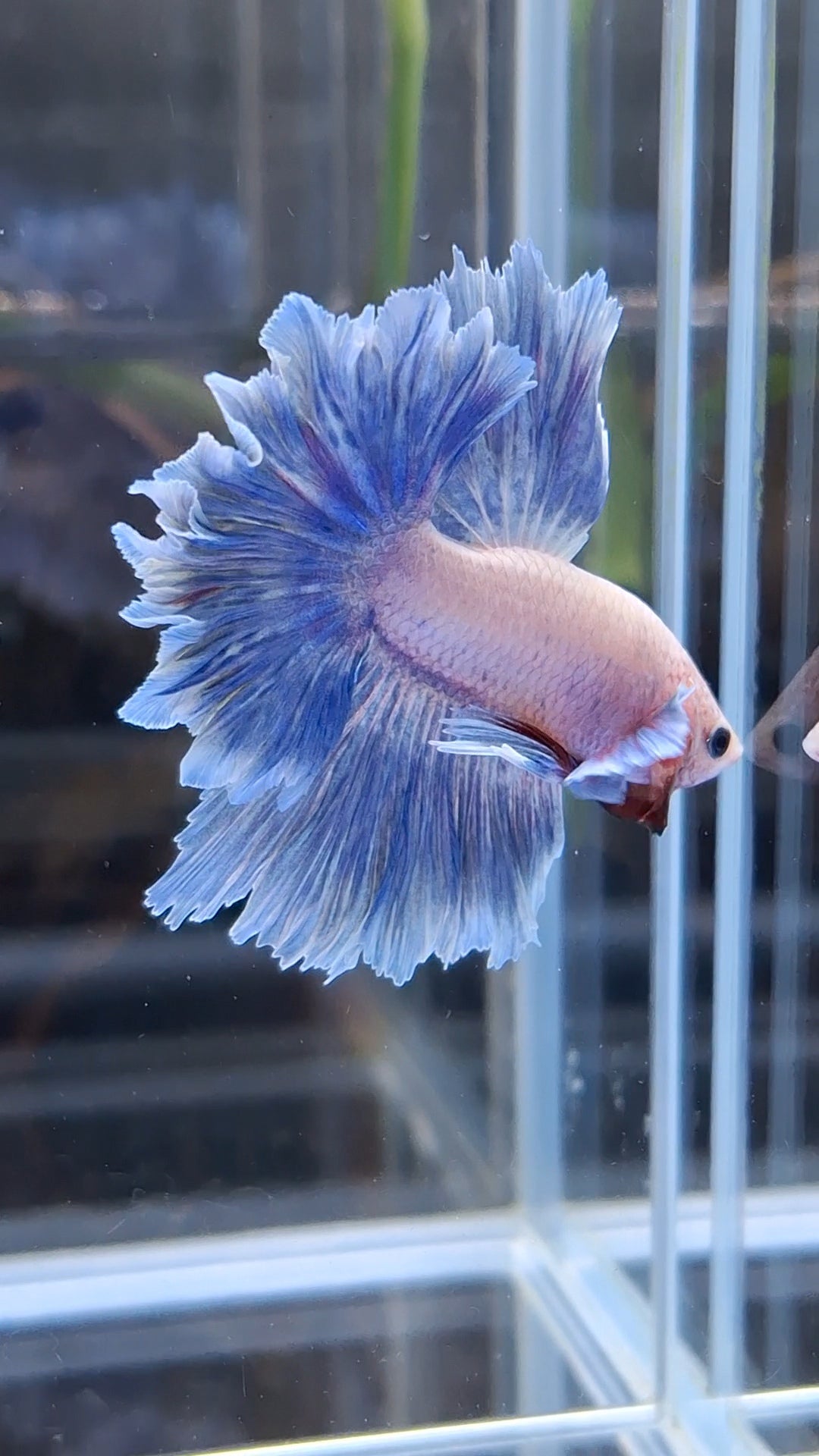 Halfmoon Feathertail Blue Sky Purple Wash Betta Fish Male