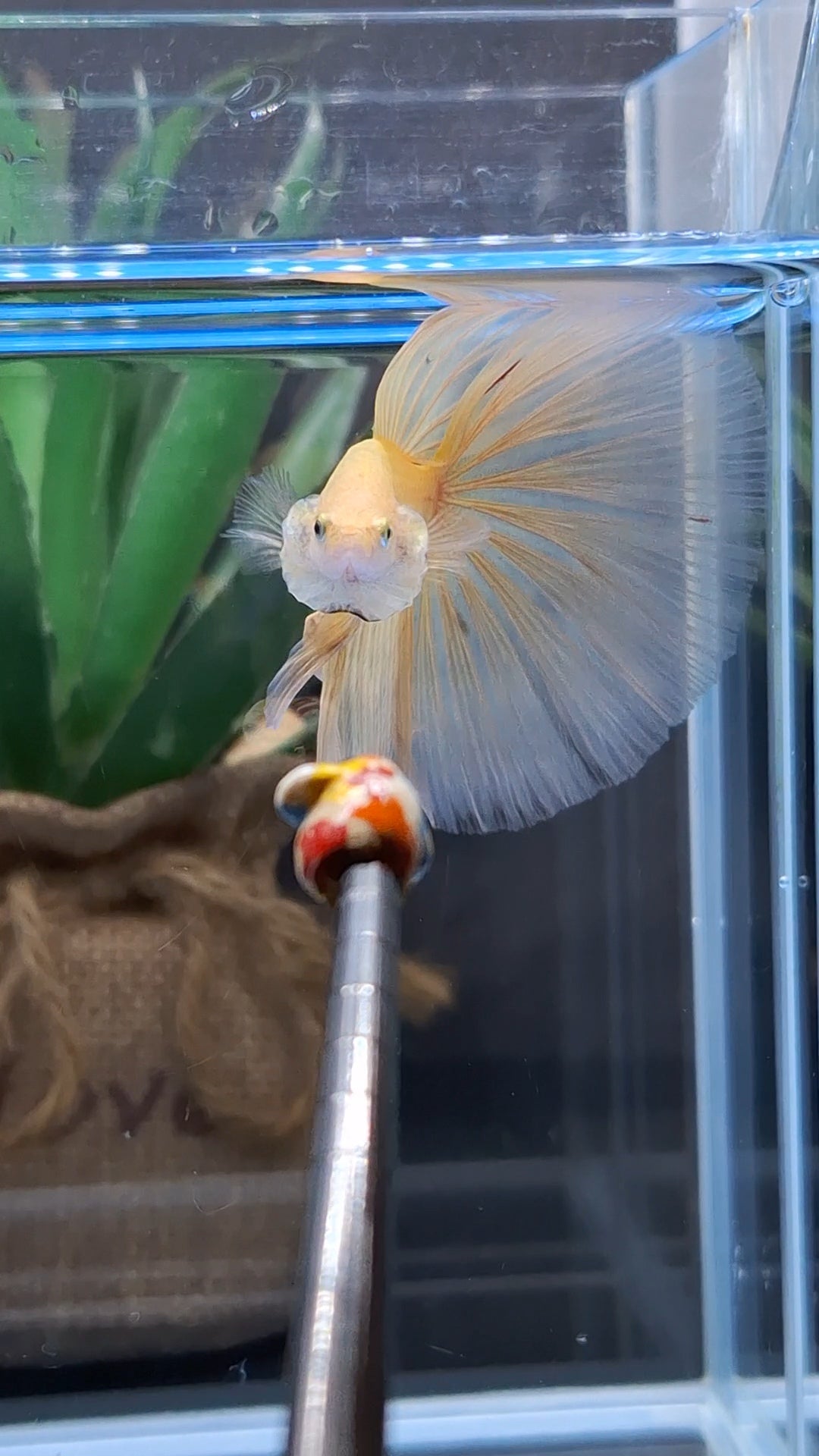 Over Halfmoon Yellow Solid Premium Betta Fish Male