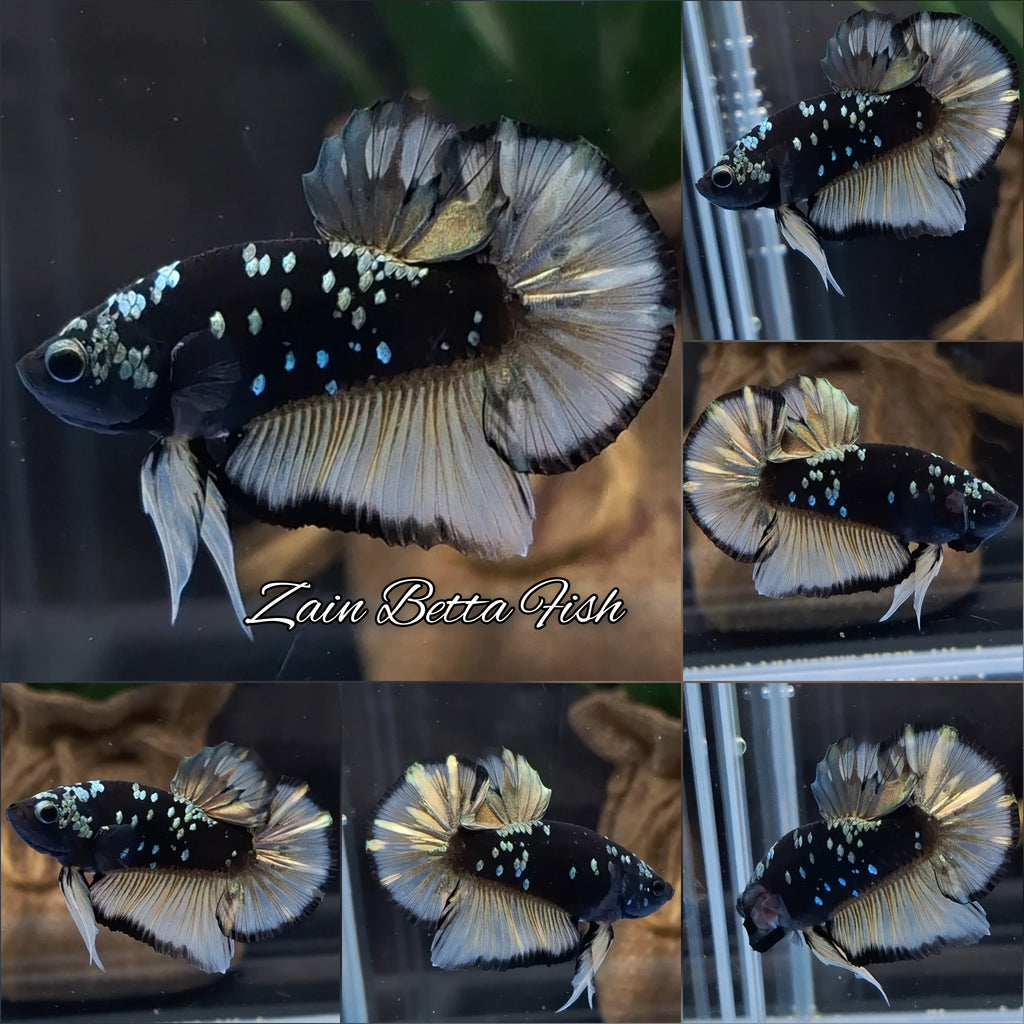 Avatar Yellow Copper Gold Plakat HMPK Betta Fish Male