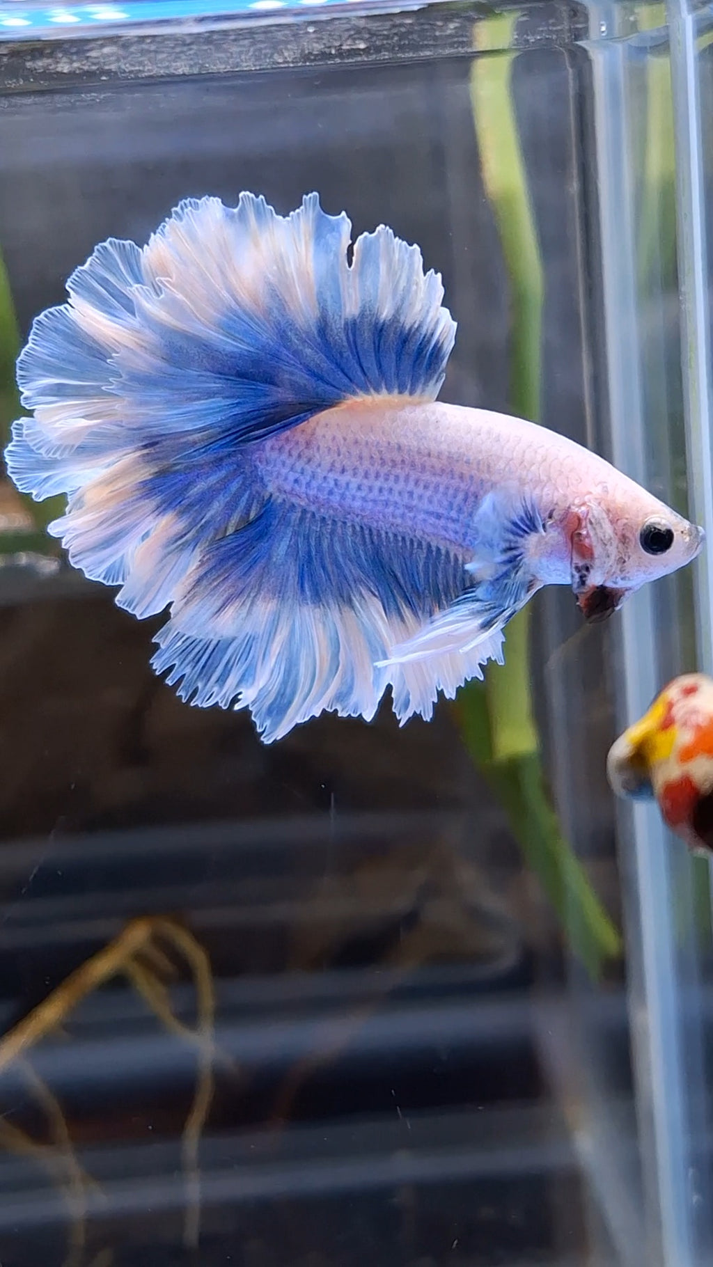 King Feathertail Halfmoon Grizzle Butterfly Premium Rare Betta Fish Male
