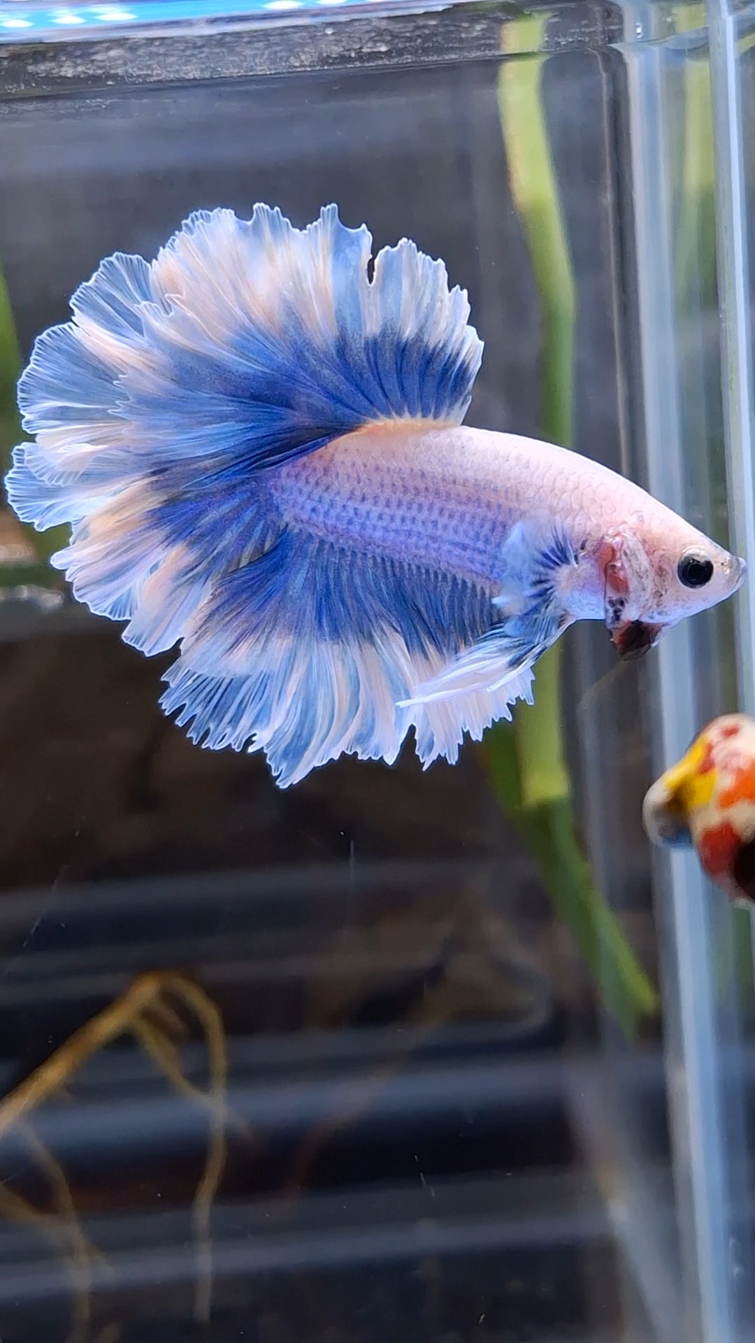King Feathertail Halfmoon Grizzle Butterfly Premium Rare Betta Fish Male
