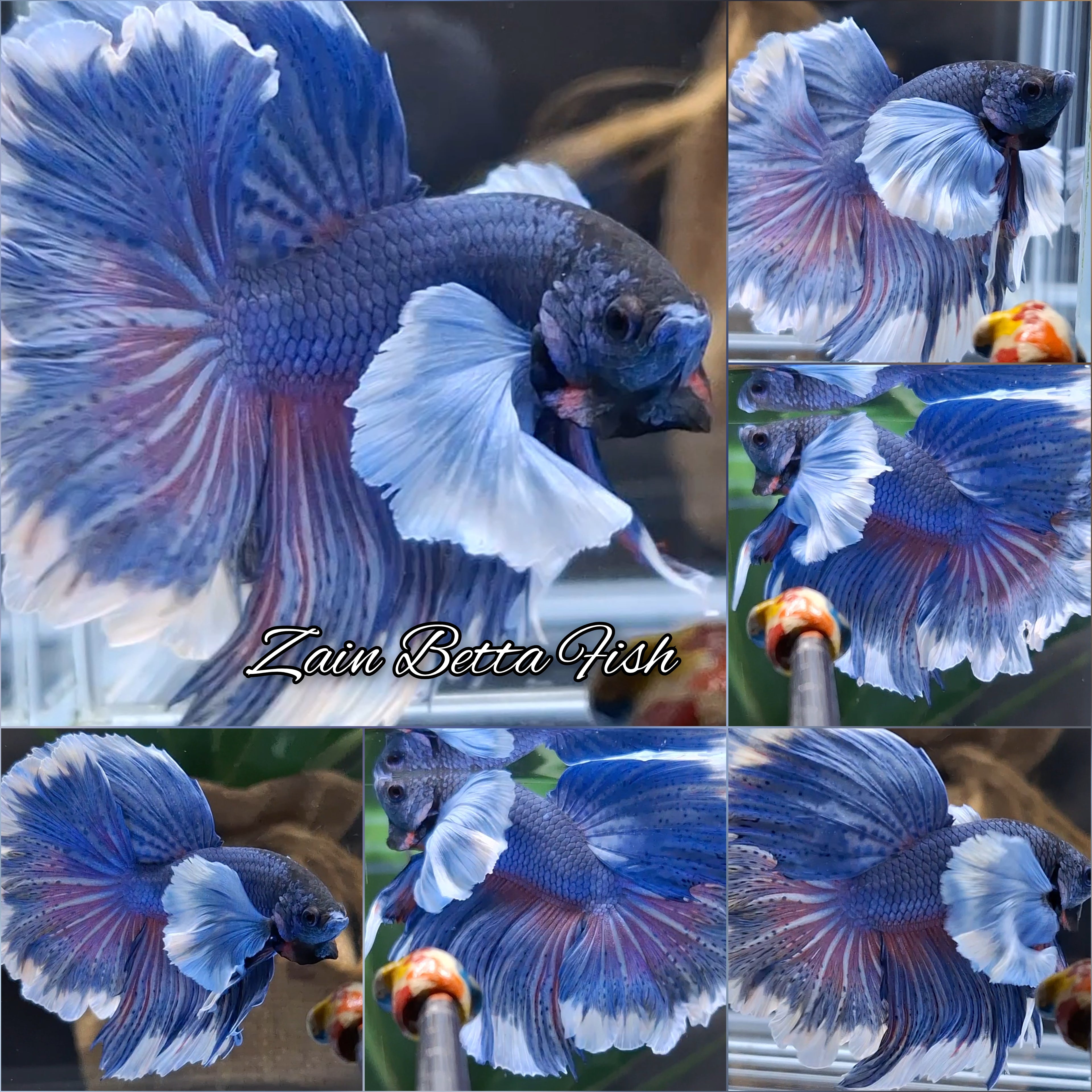 Super Dumbo Ear Halfmoon Feathertail Blue Butterfly Betta Fish Male