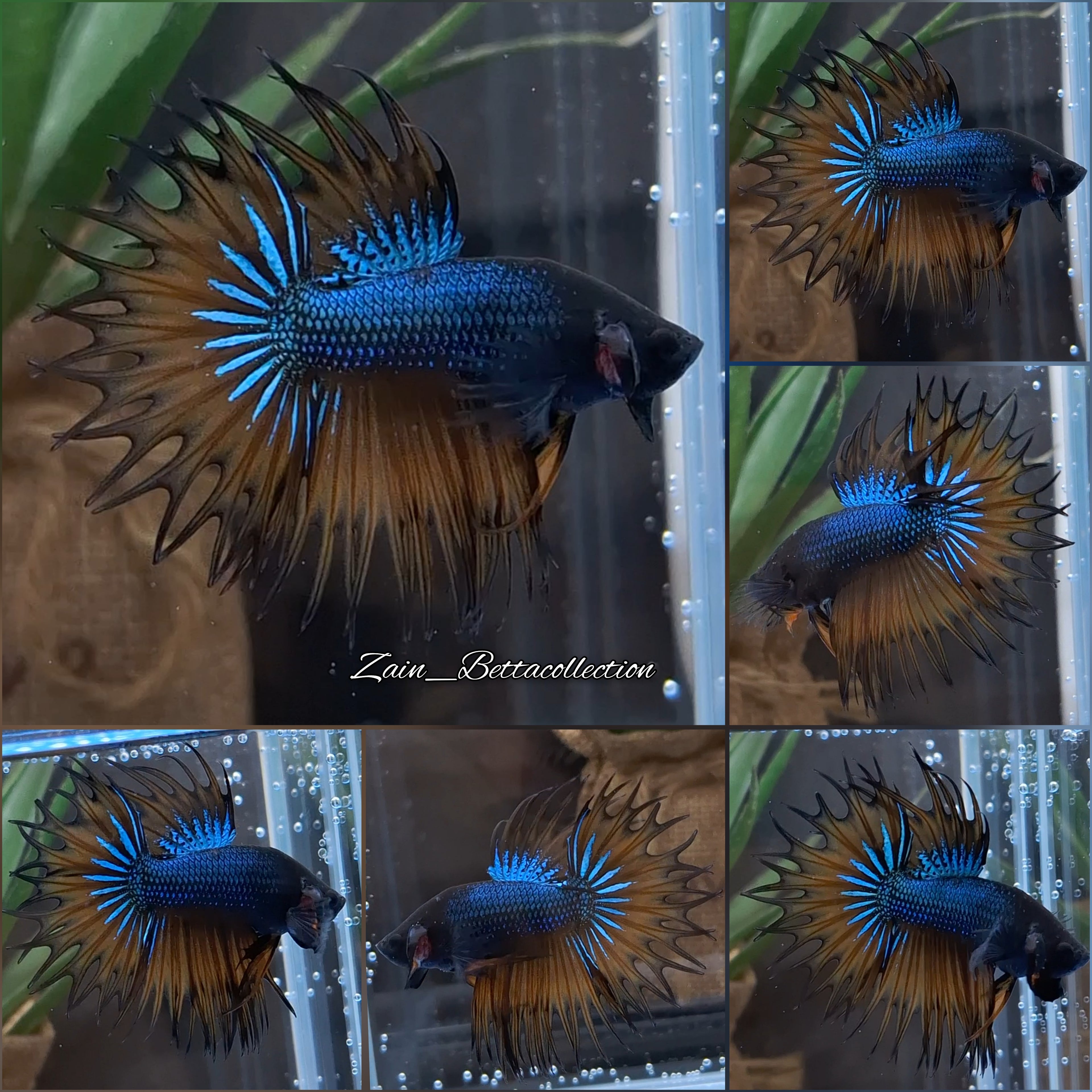 King Crowntail Yellow Mustard Gas Betta Fish Male