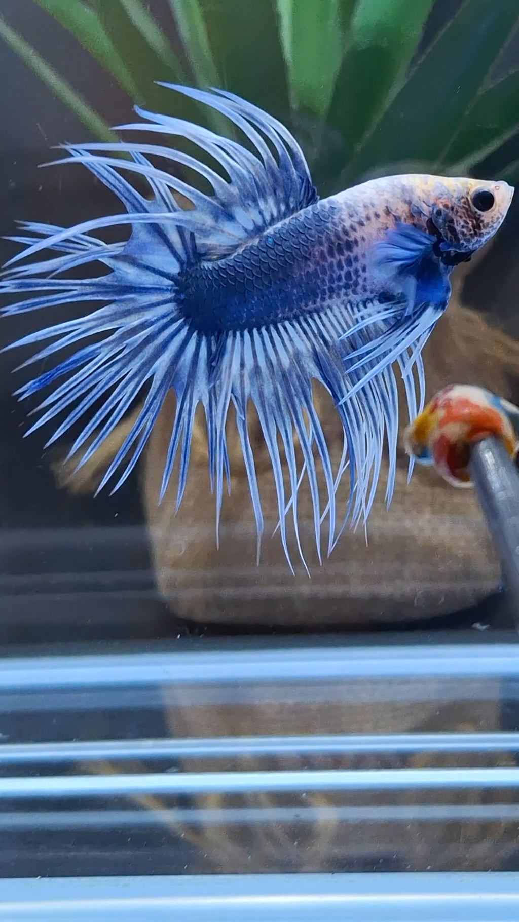 Crowntail Grizzle Betta Fish Male