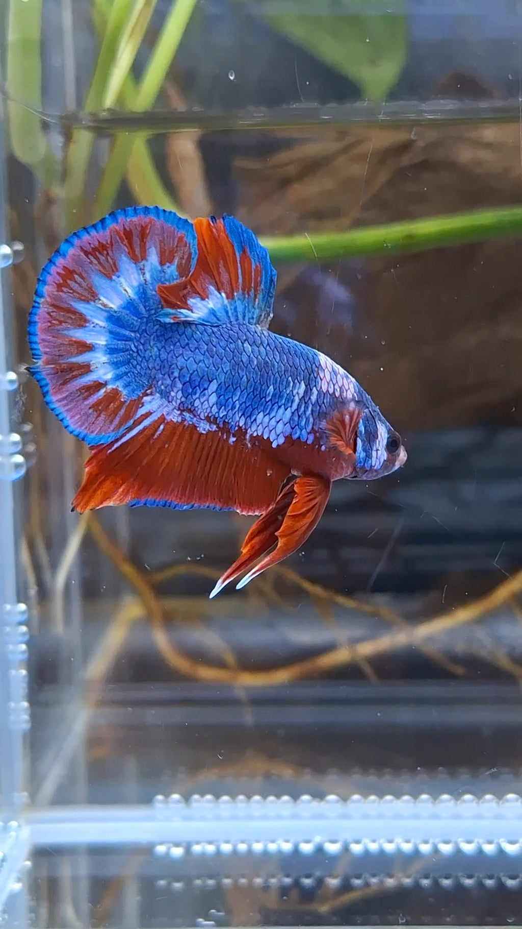 Fancy Blue WS Plakat HMPK Betta Fish Male
