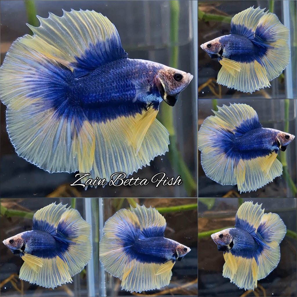 Halfmoon Double Tail Mascot Blue With Yellow Betta Fish Male