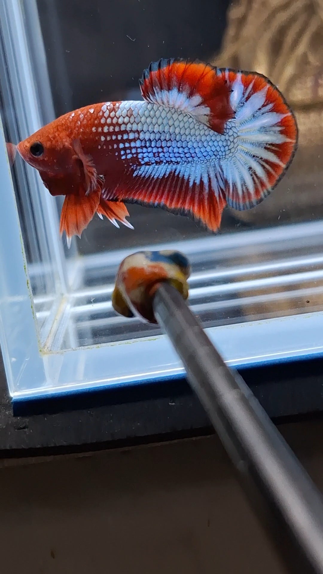 Red Fancy Copper FCCP Startail Plakat HMPK Betta Fish Male