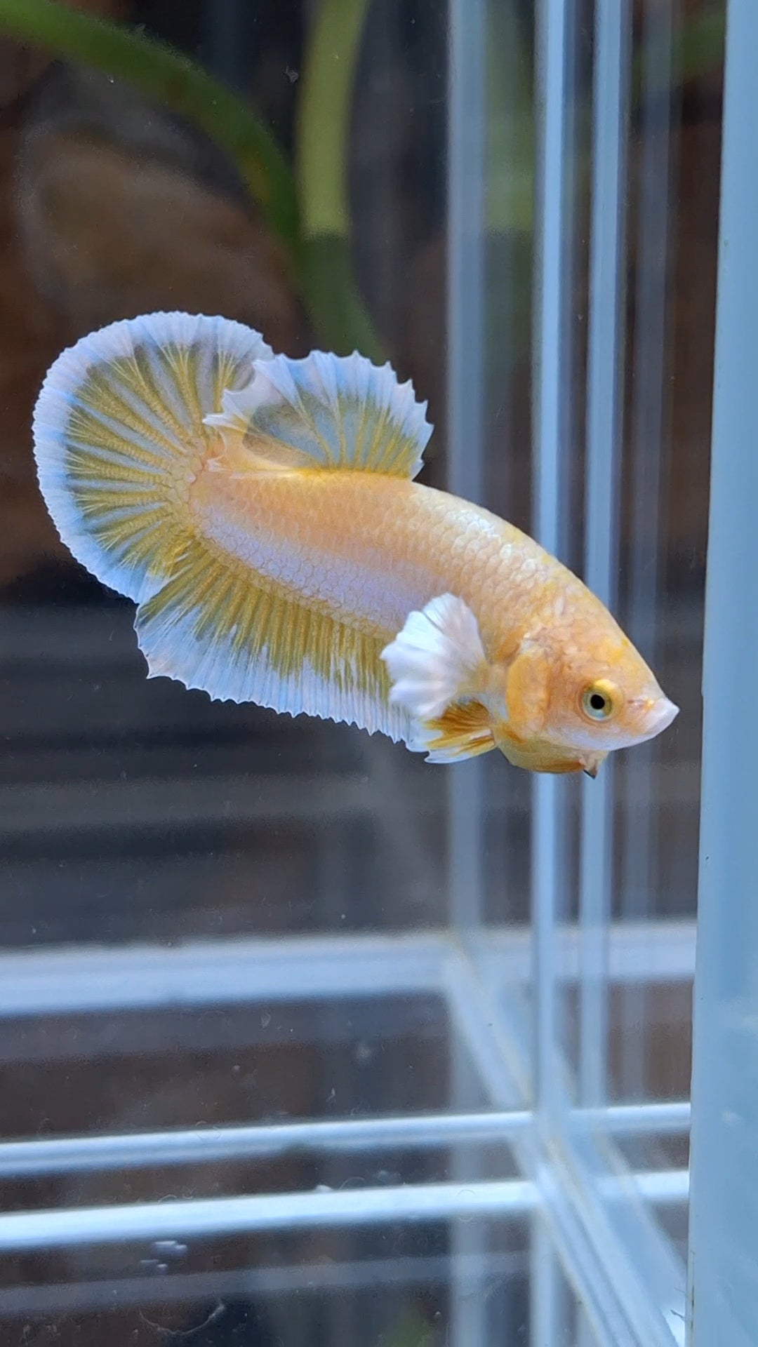 Gold Big Ear Butterfly Plakat Betta Fish Male