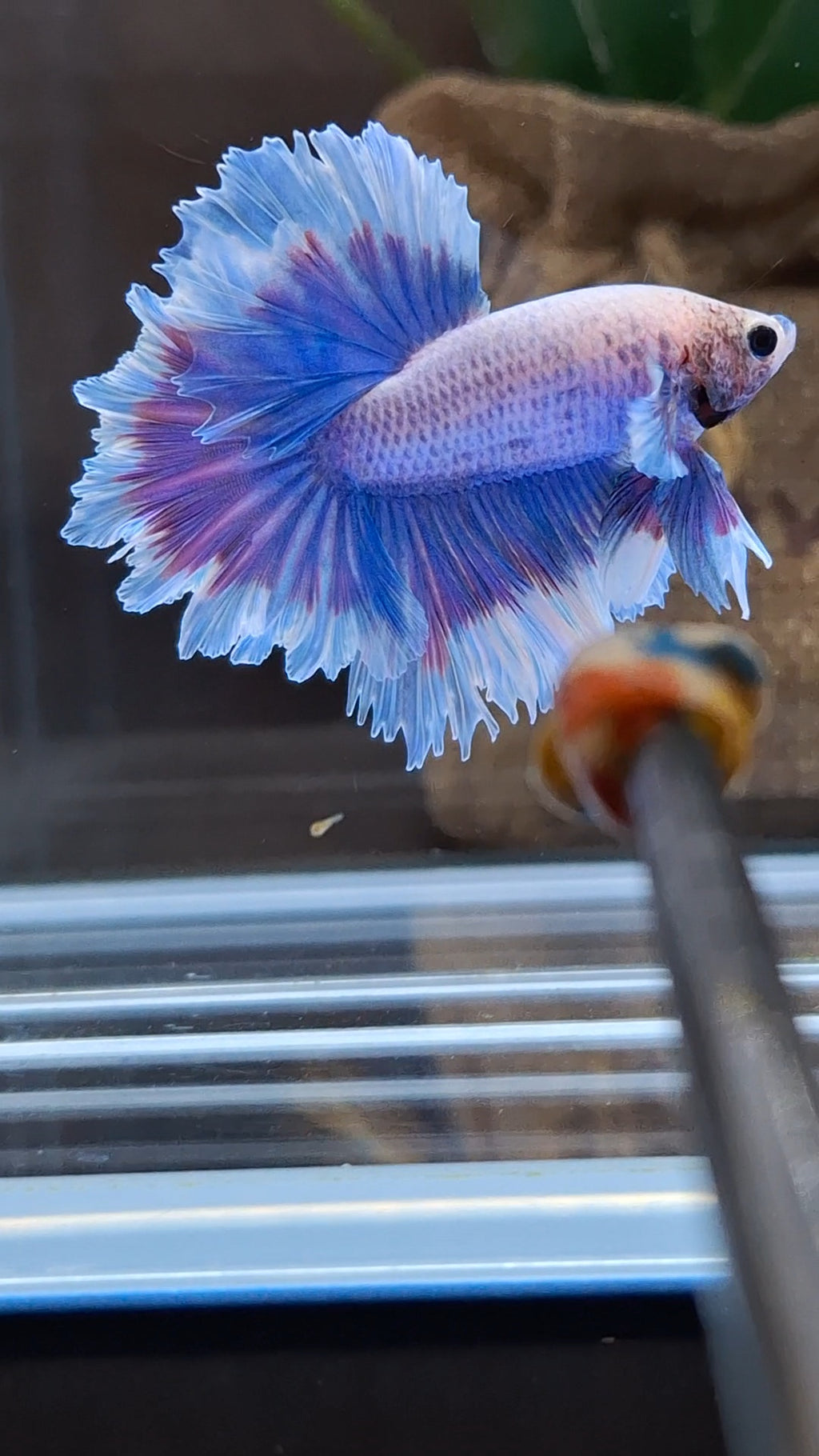 Feathertail Grizzle Aurora Purple Butterfly Betta Fish Male