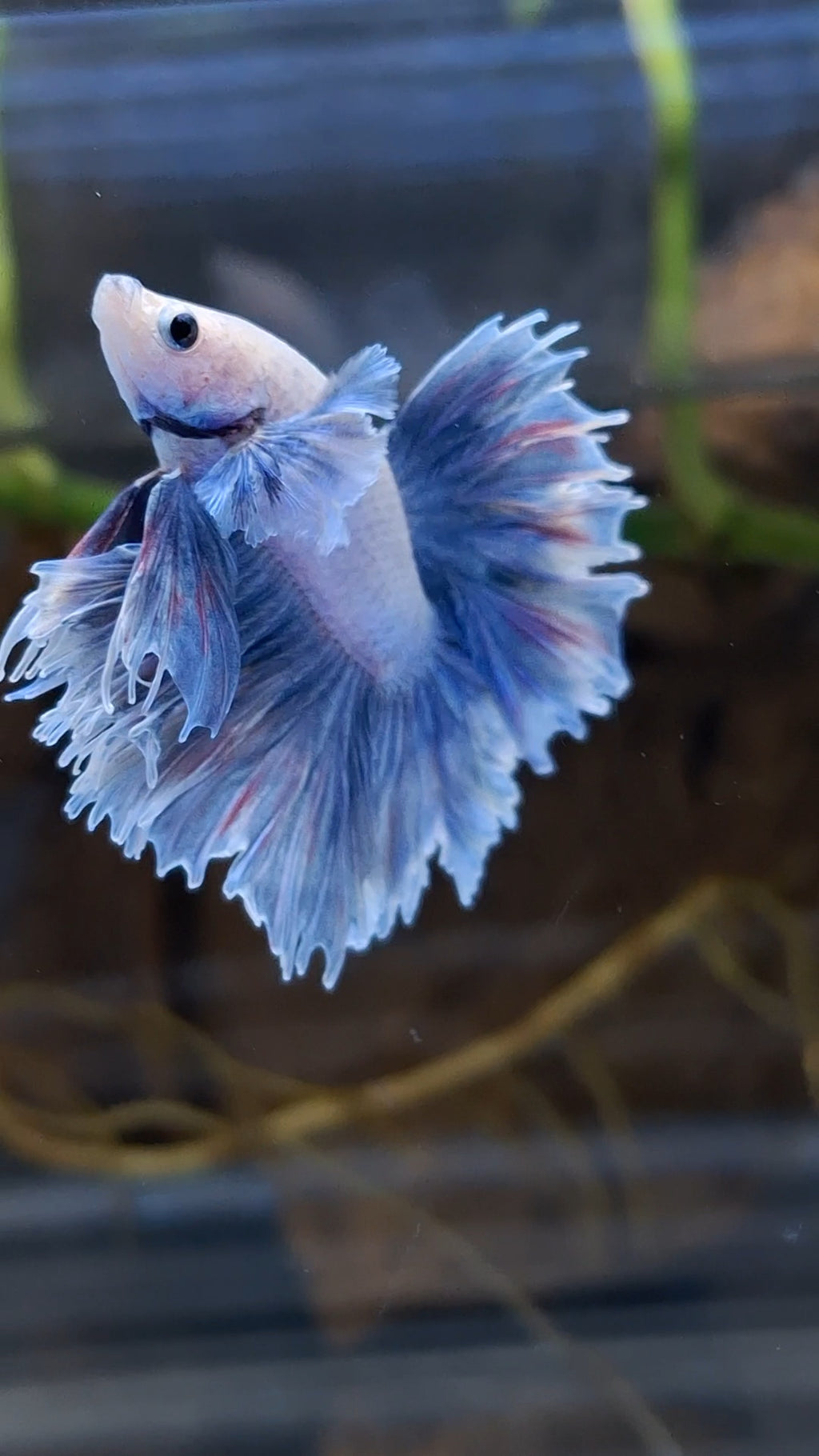 Halfmoon King Feathertail Dumbo Ear Rose Grizzle Purple Wash Betta Fish Male