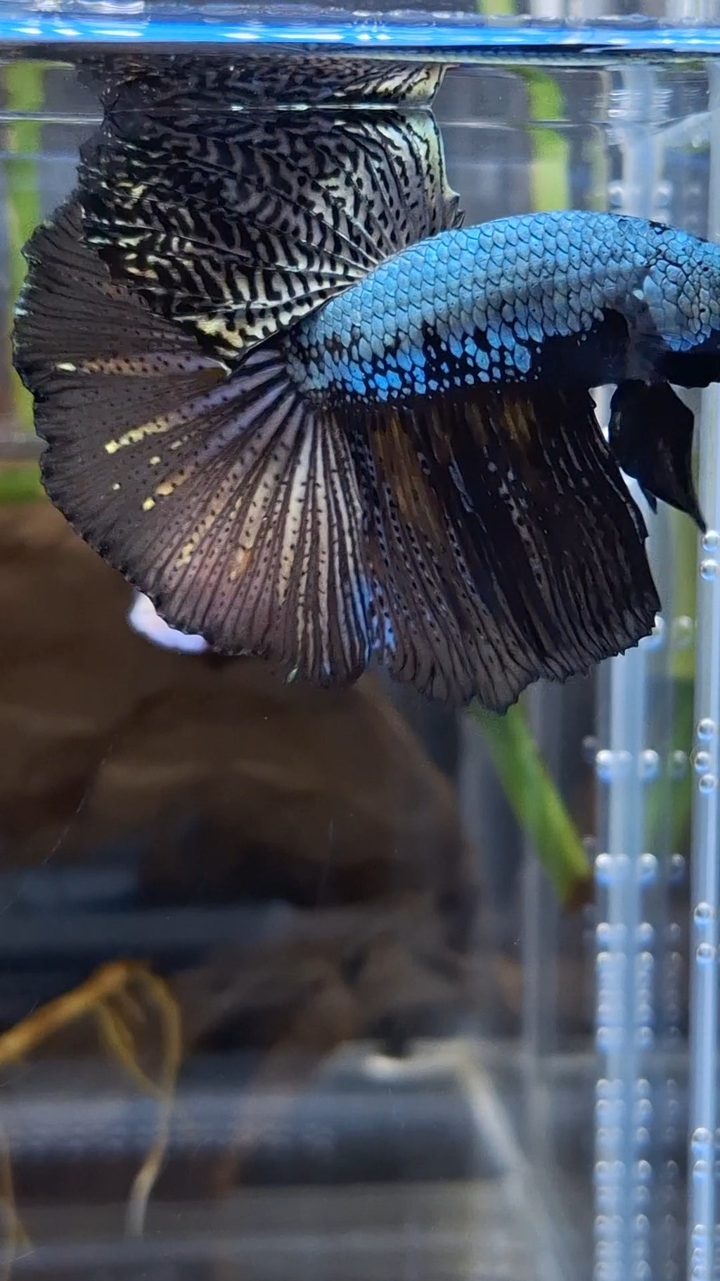 Halfmoon Black Dragon Copper Betta Fish Male