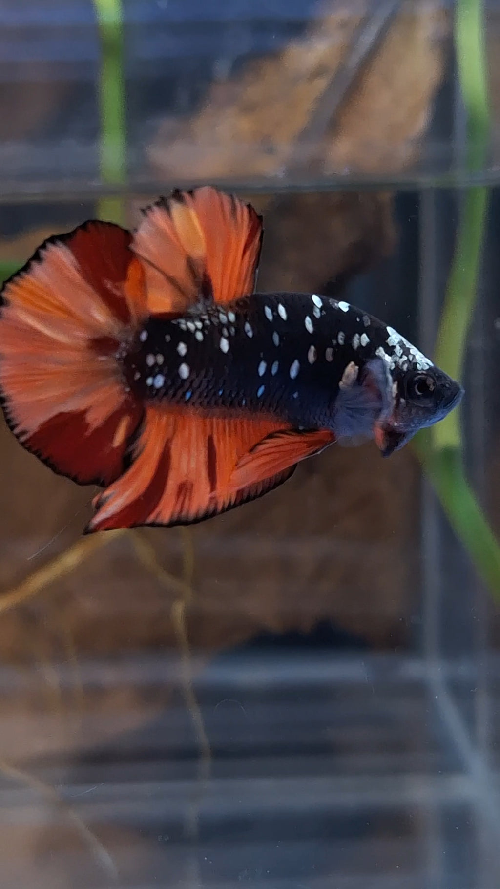 Avatar Nemo Copper Gold Black Variation Plakat HMPK Betta Fish Male