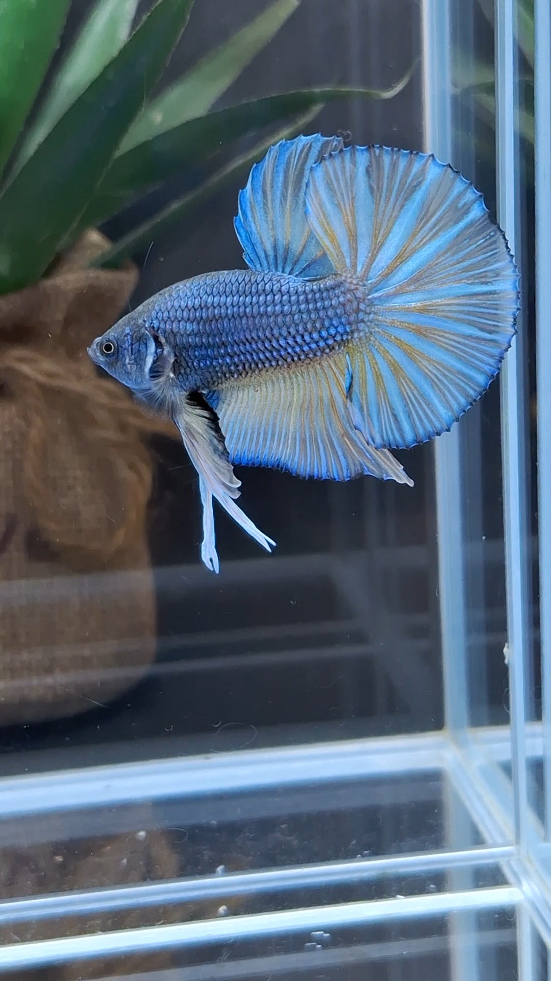Mustard Gas Big Tail HMPK Betta Fish Male