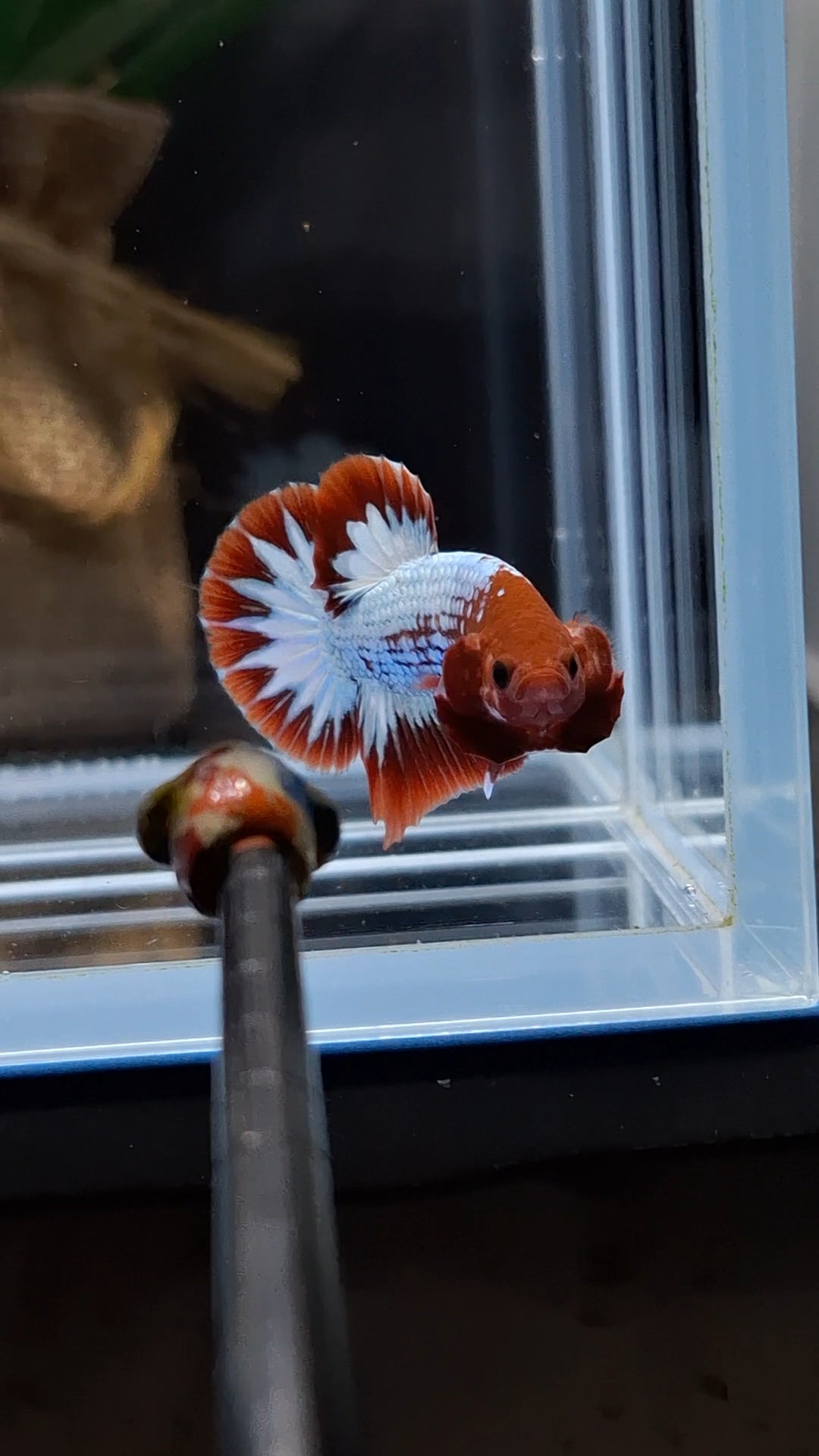 Red Fancy Copper FCCP Startail Plakat HMPK Betta Fish Male