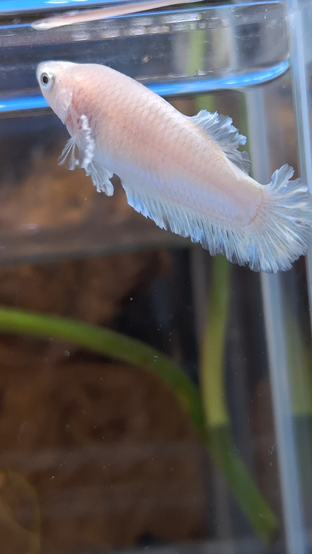 King Feathertail Unicorn Female Betta Fish For Sorority / Breed
