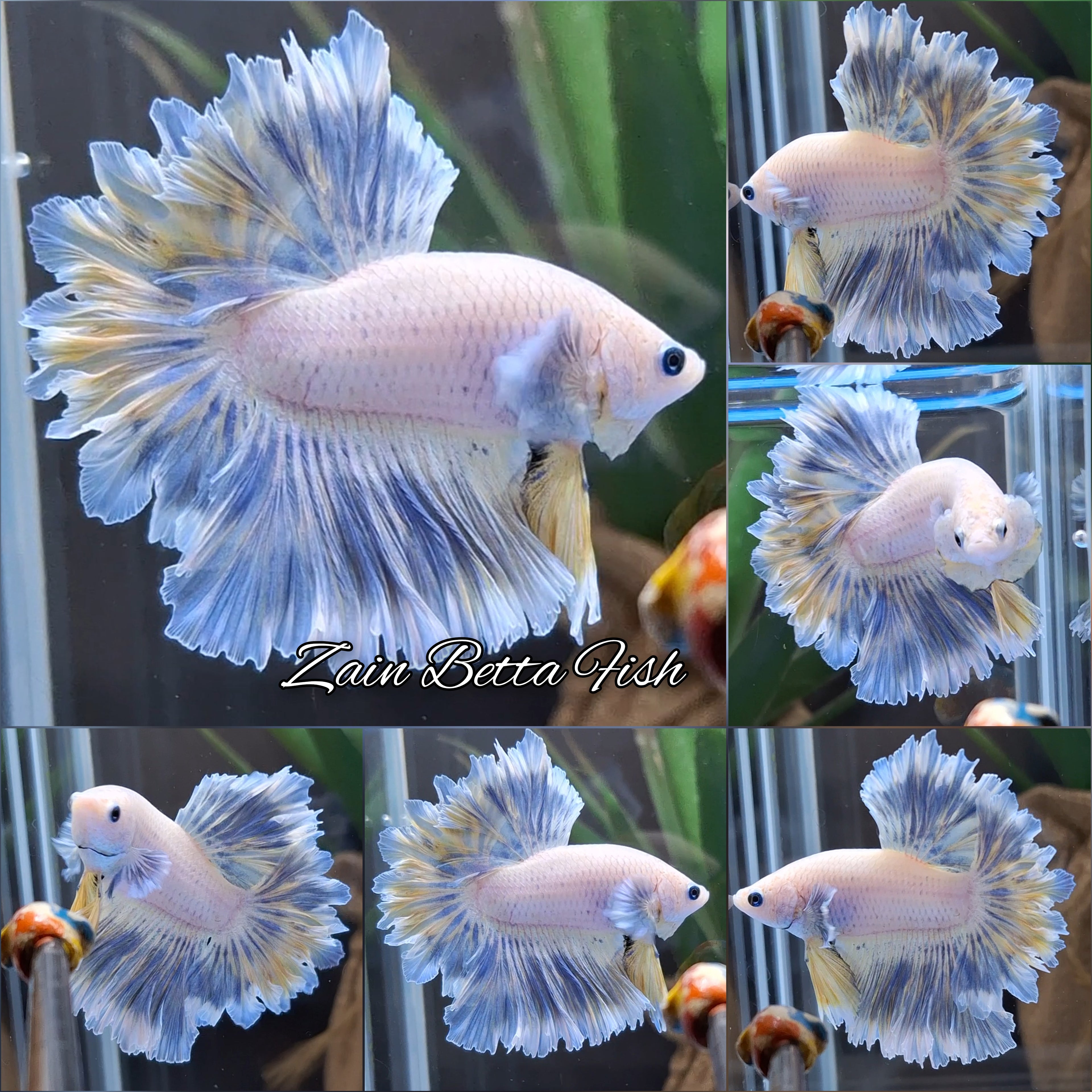 Feathertail Halfmoon Soft Grizzle Yellow Wash Rare Betta Fish Male
