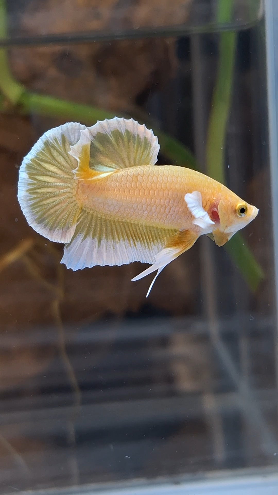 Gold Big Ear Butterfly Plakat Betta Fish Male