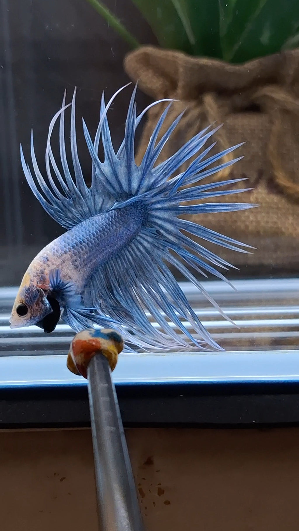 Crowntail Grizzle Betta Fish Male