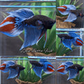 Veiltail Black Series Avatar Tricolor Rare Betta Fish Male