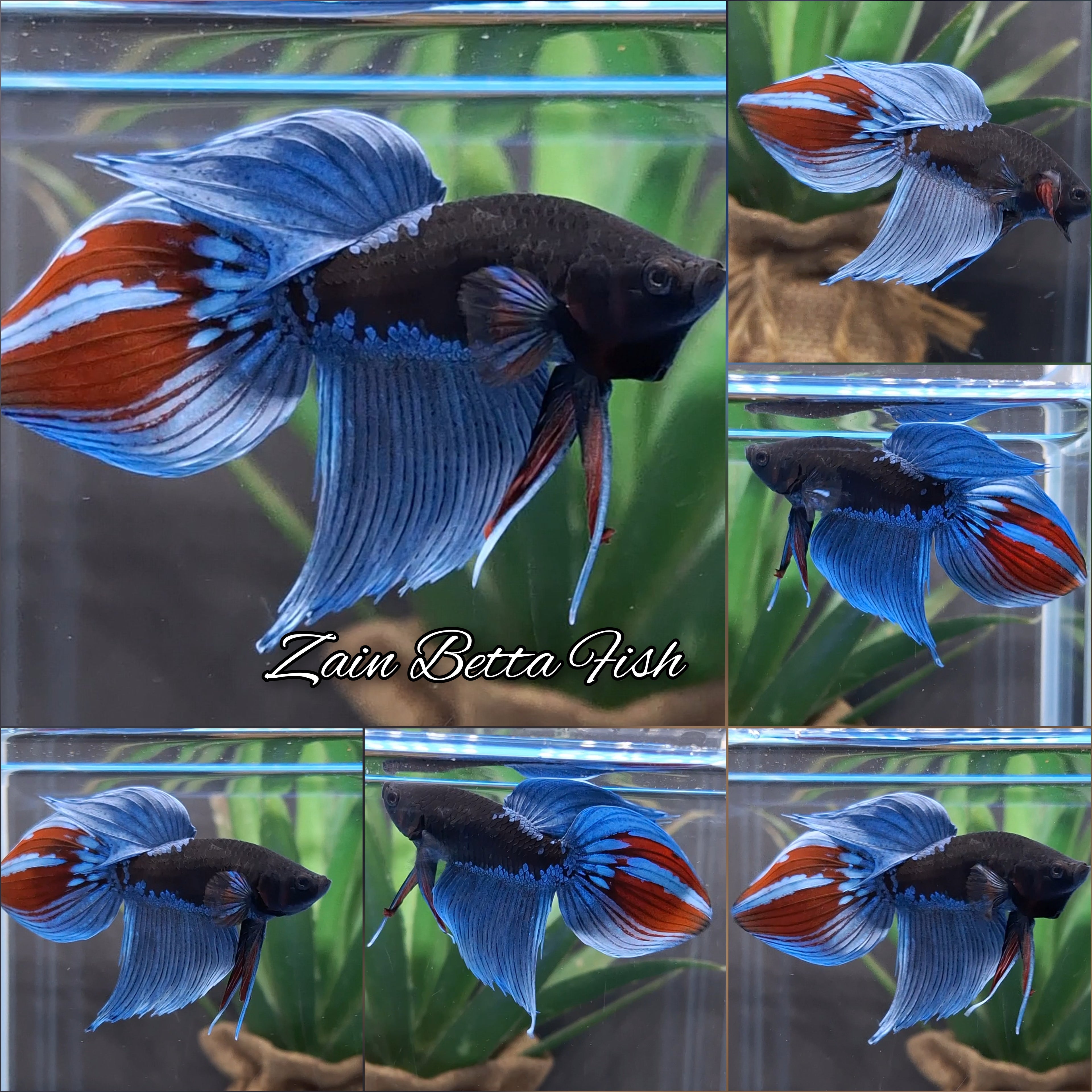 Veiltail Black Series Avatar Tricolor Rare Betta Fish Male