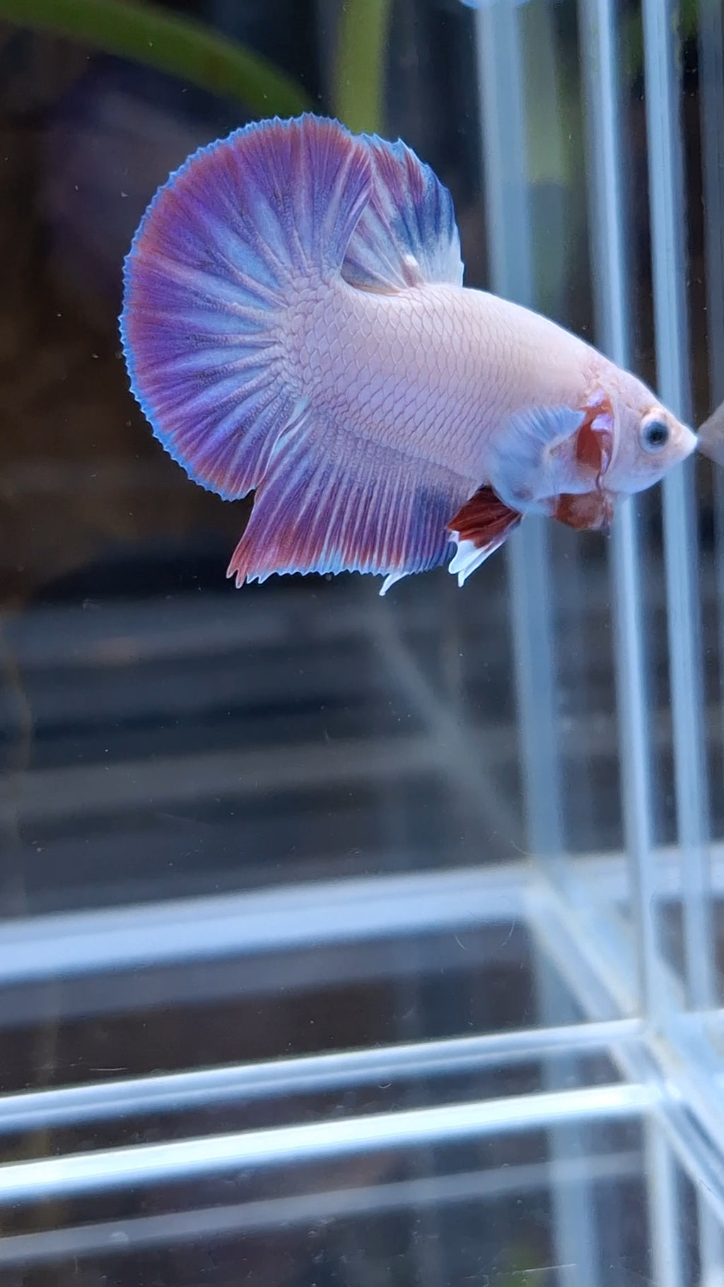 Hologram Aurora Pink Purple Plakat HMPK Rare Betta Fish Male